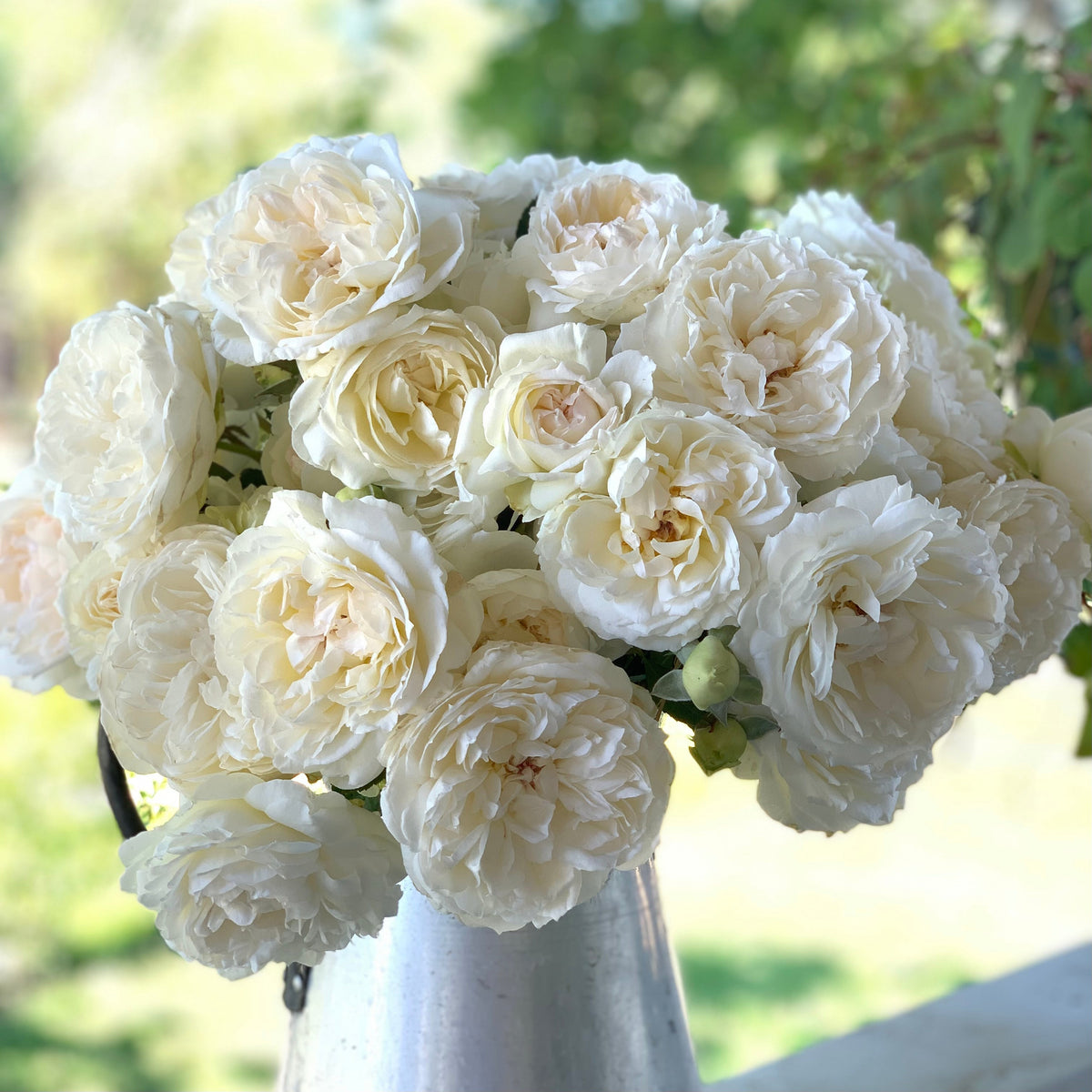Bolero™ Potted Tree Rose
