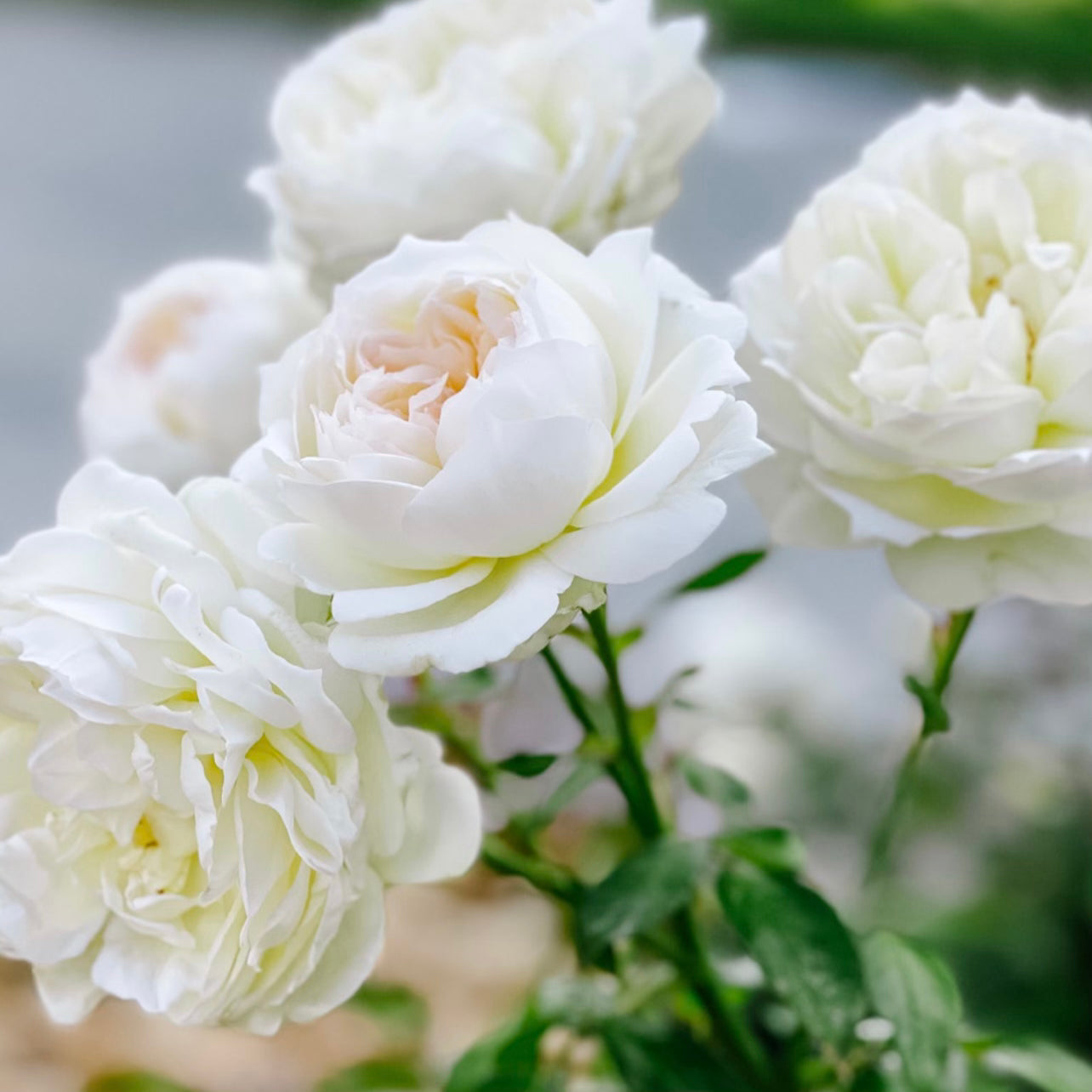 Bolero™ Potted Rose Bush