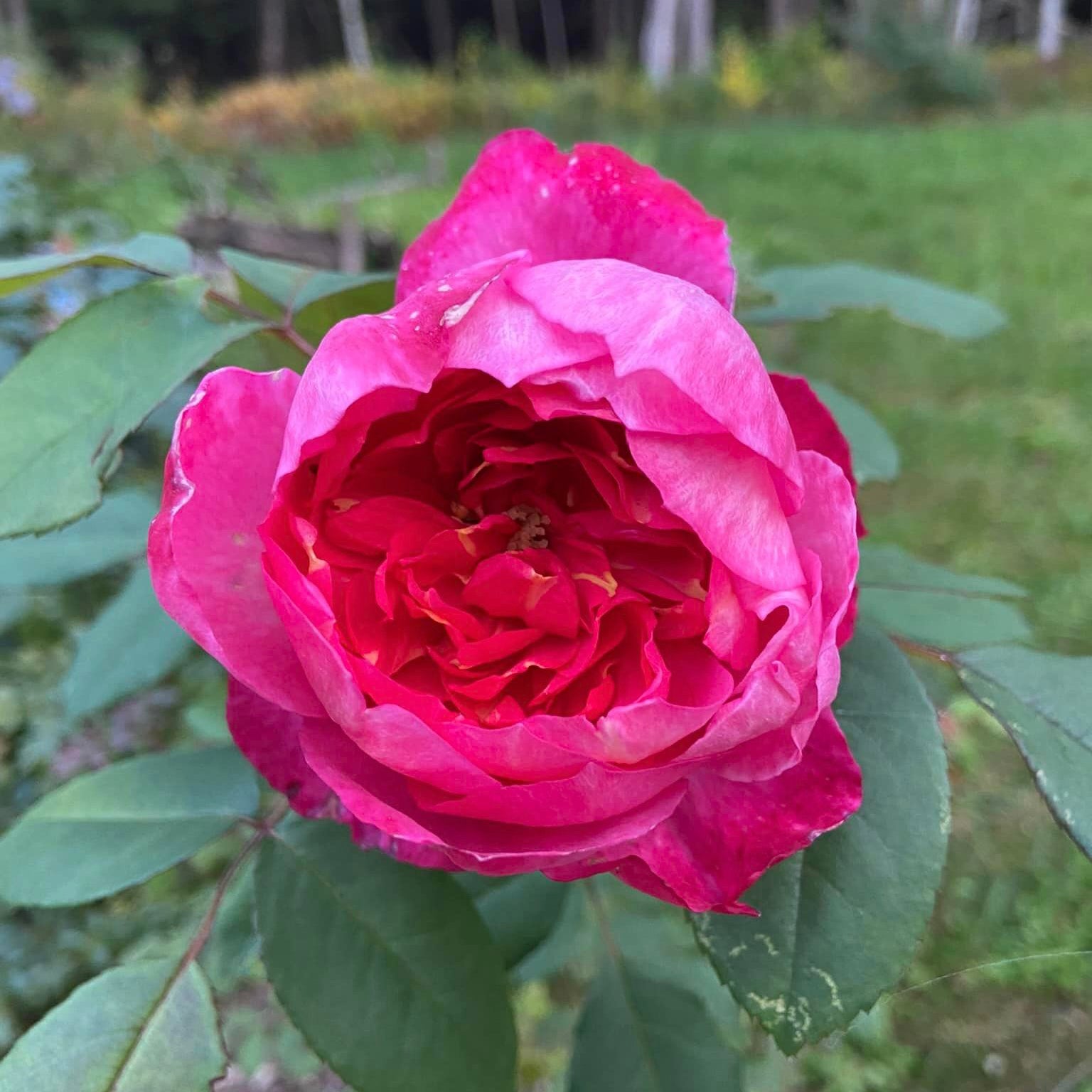 David Austin® Benjamin Britten® Potted Rose Bush