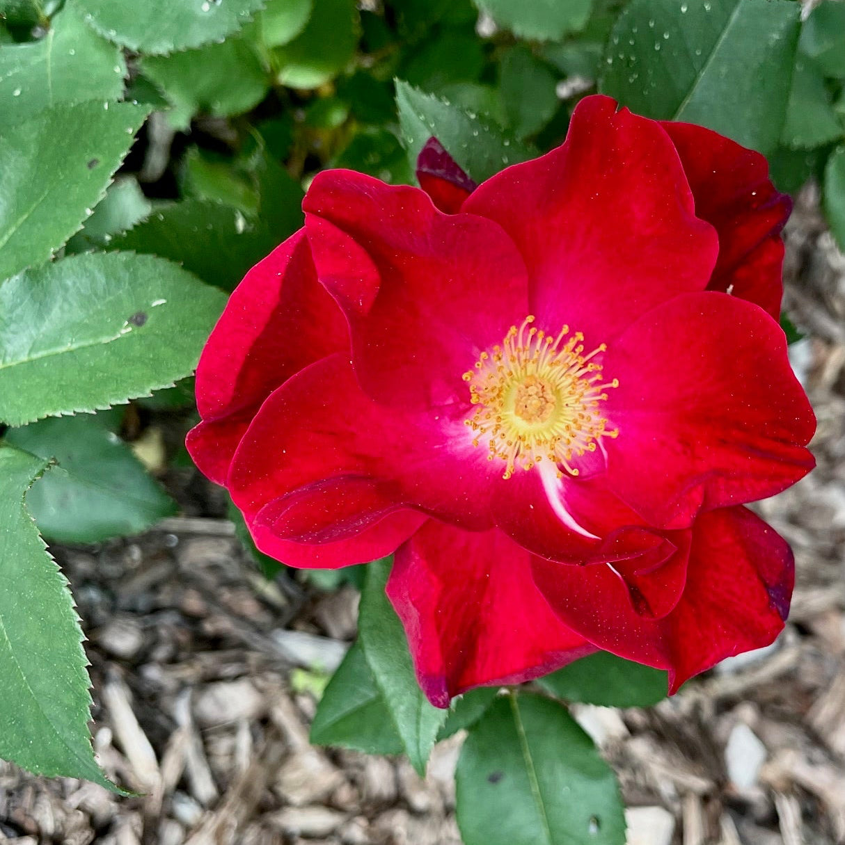 Top Gun™ Potted Rose Bush
