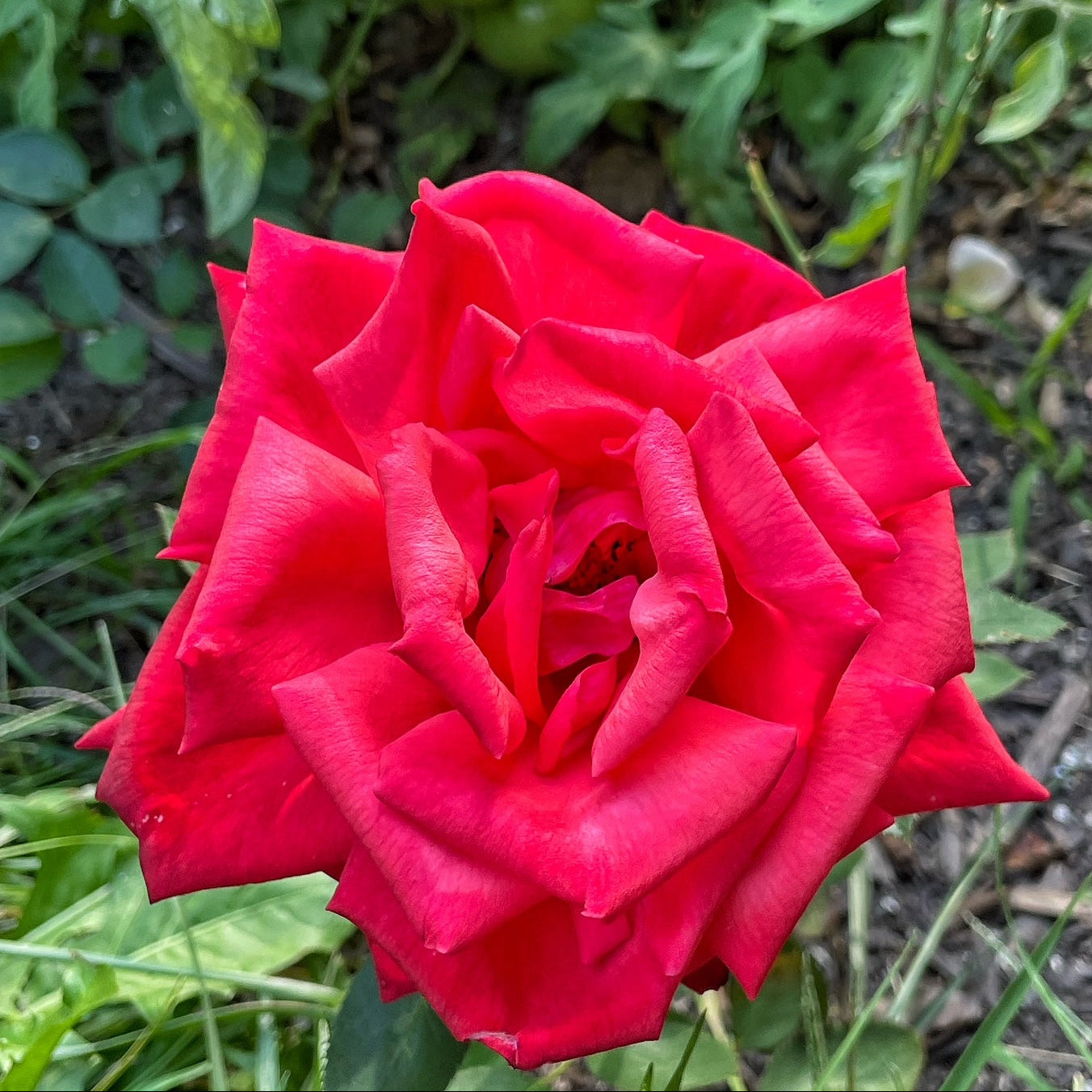 Close-up of a vibrant red rose with green leaves in the background