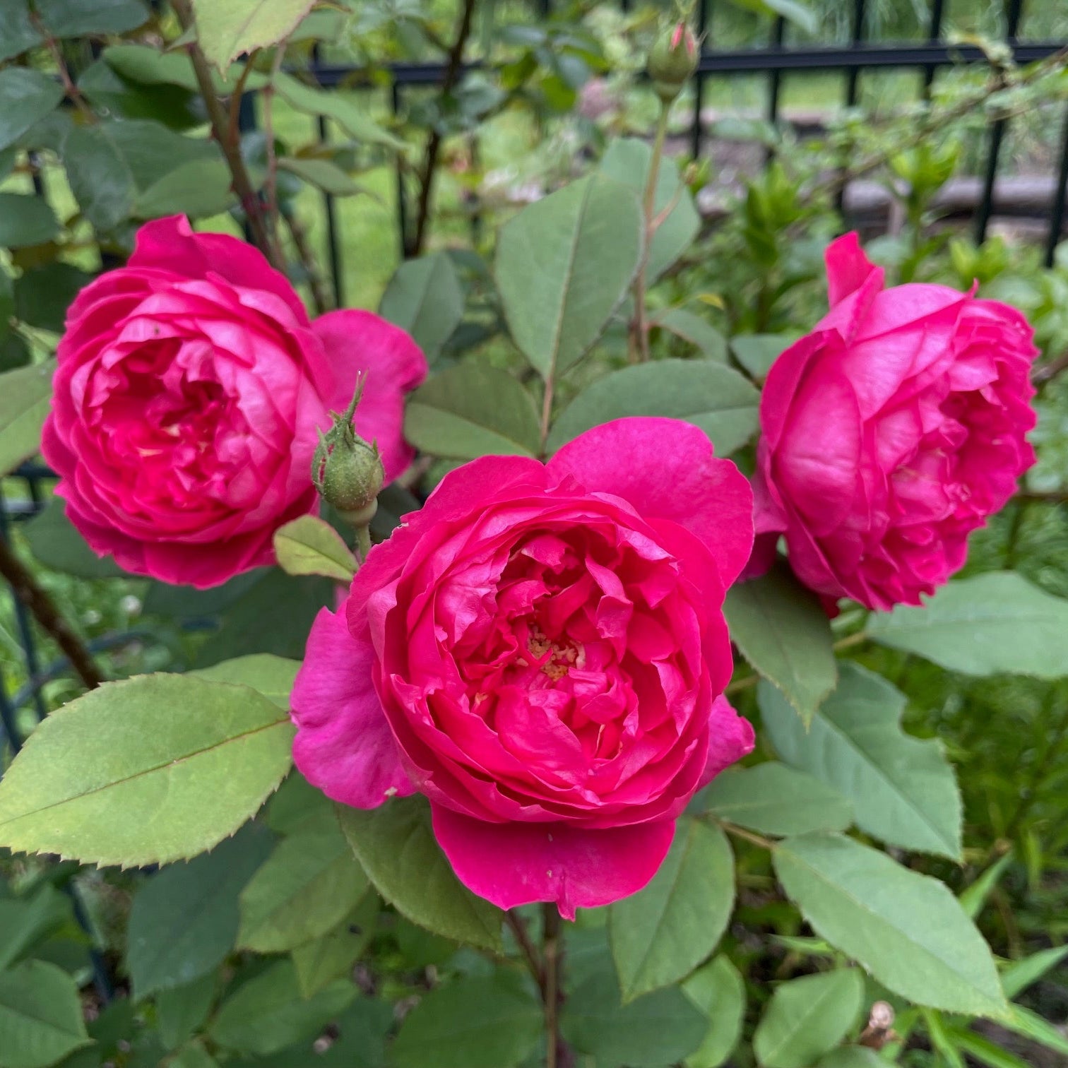 Three pink roses with green leaves in a garden setting.