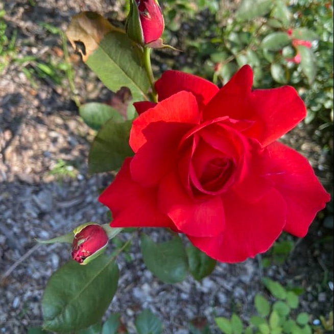 Dolly Parton Bare Root Rose Bush