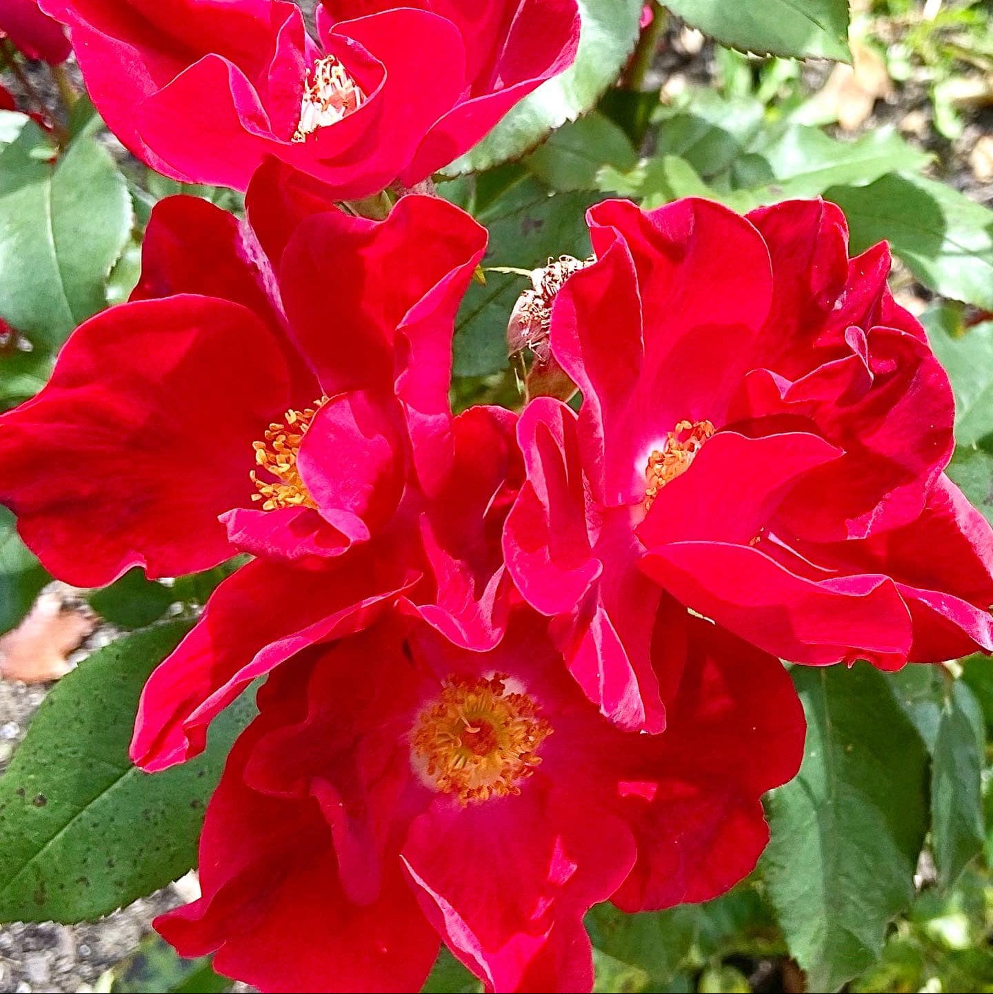 Close-up of vibrant red flowers with green leaves in the background