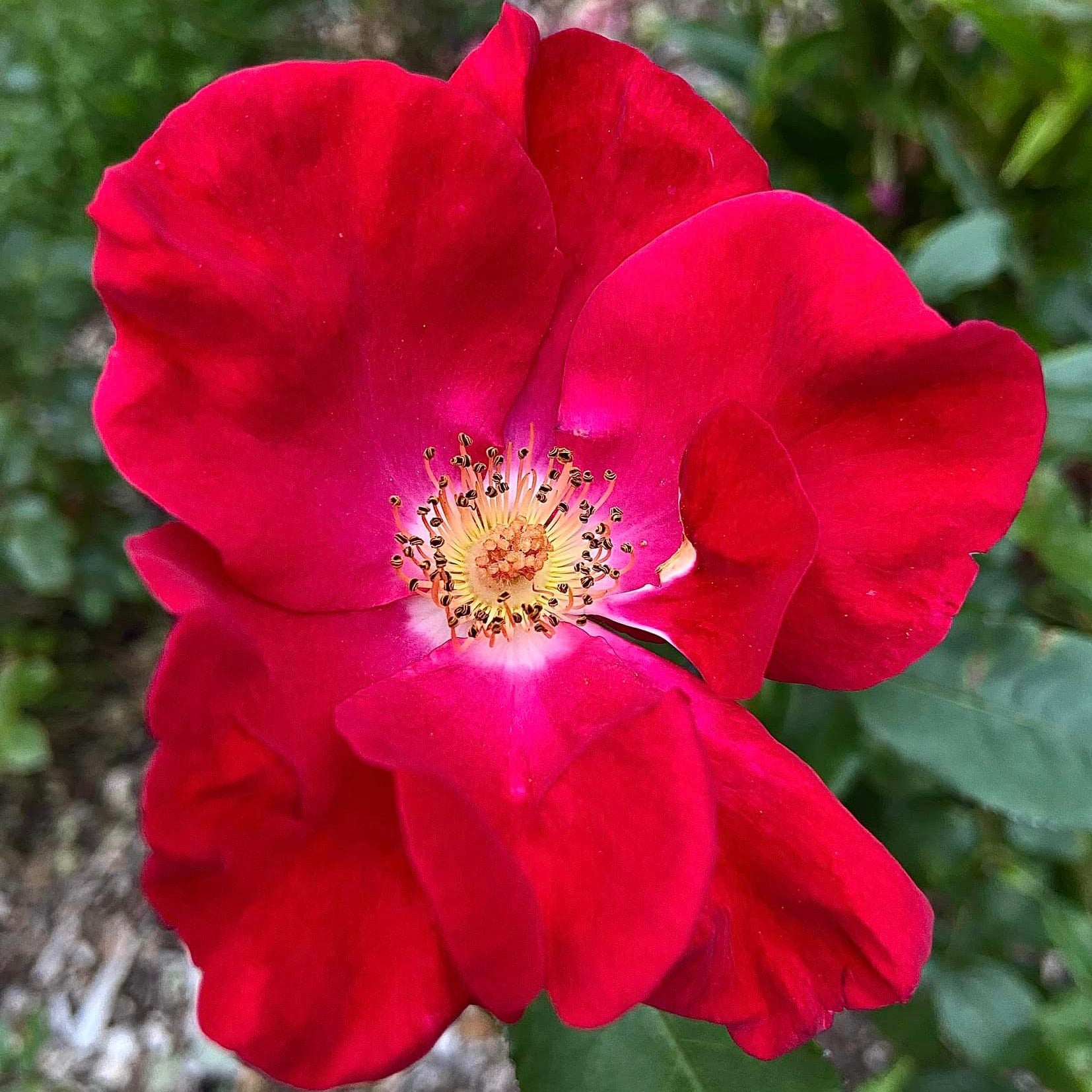 Top Gun™ Potted Rose Bush