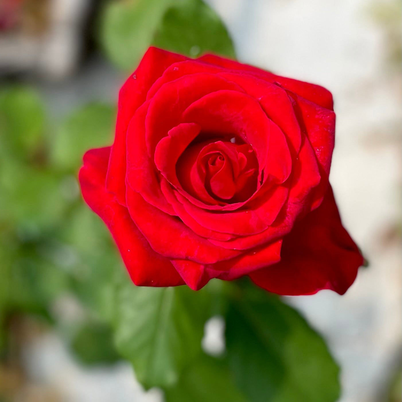Close-up of a red rose with green leaves on a blurred background