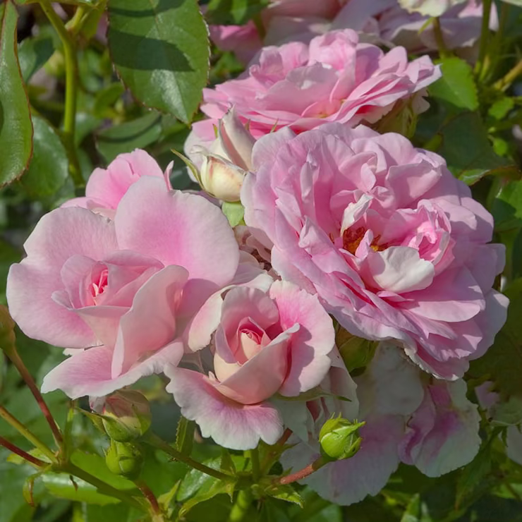 Bonica® Bare Root Rose Bush