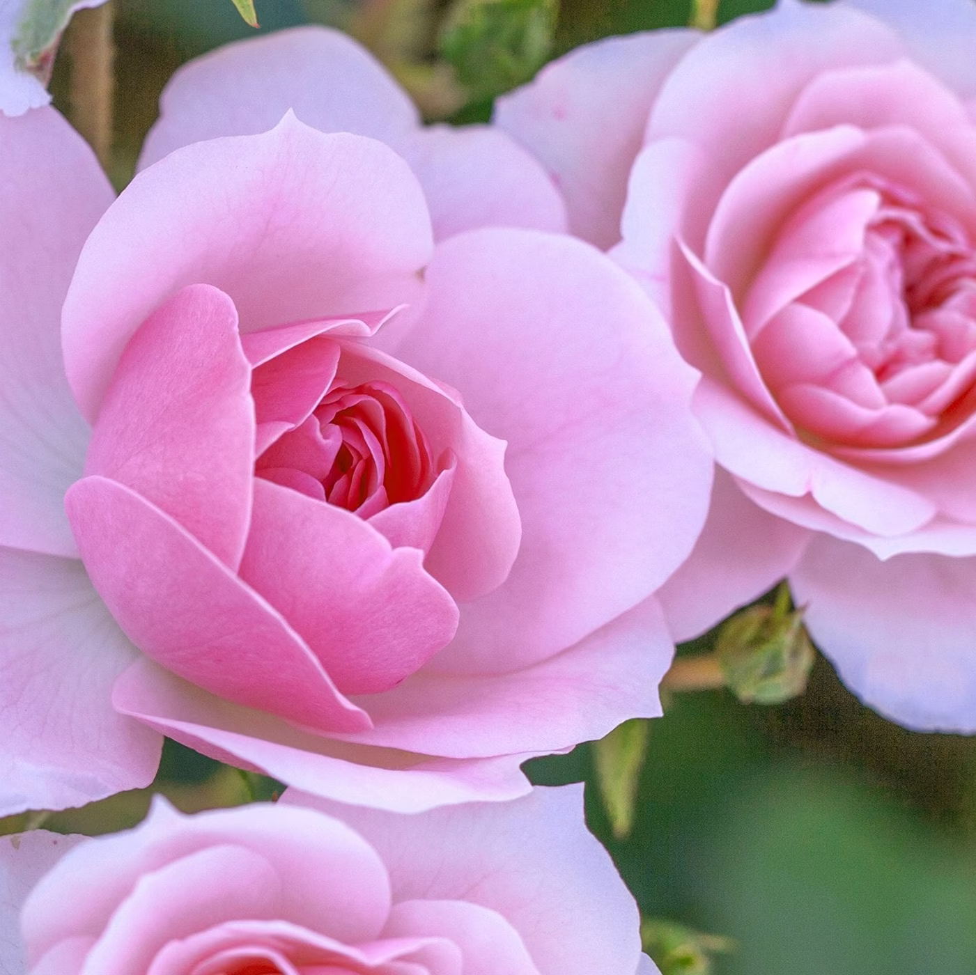 Bonica® Potted Rose Bush