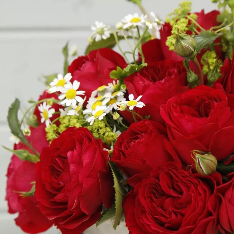 Bordeaux Potted Rose Bush