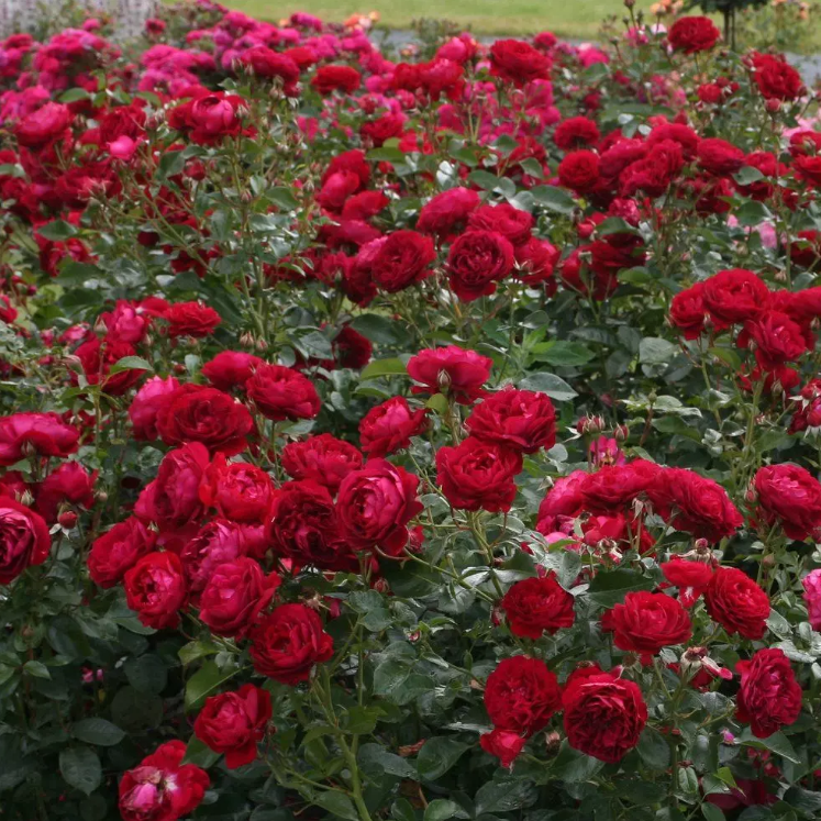 Bordeaux Potted Rose Bush