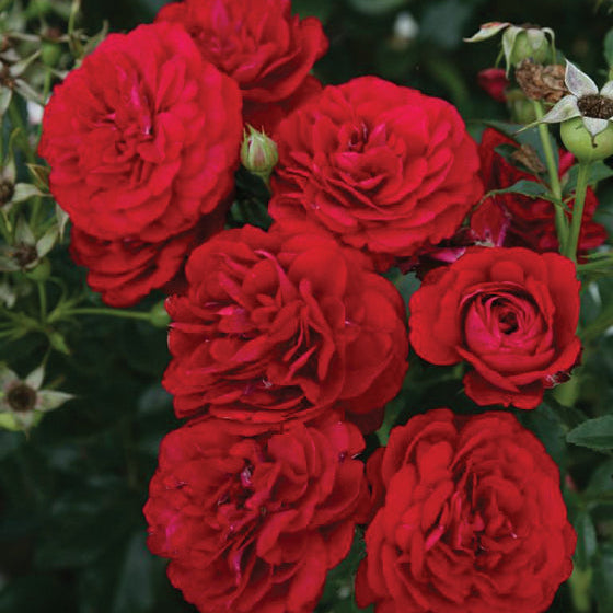 Bordeaux Potted Rose Bush