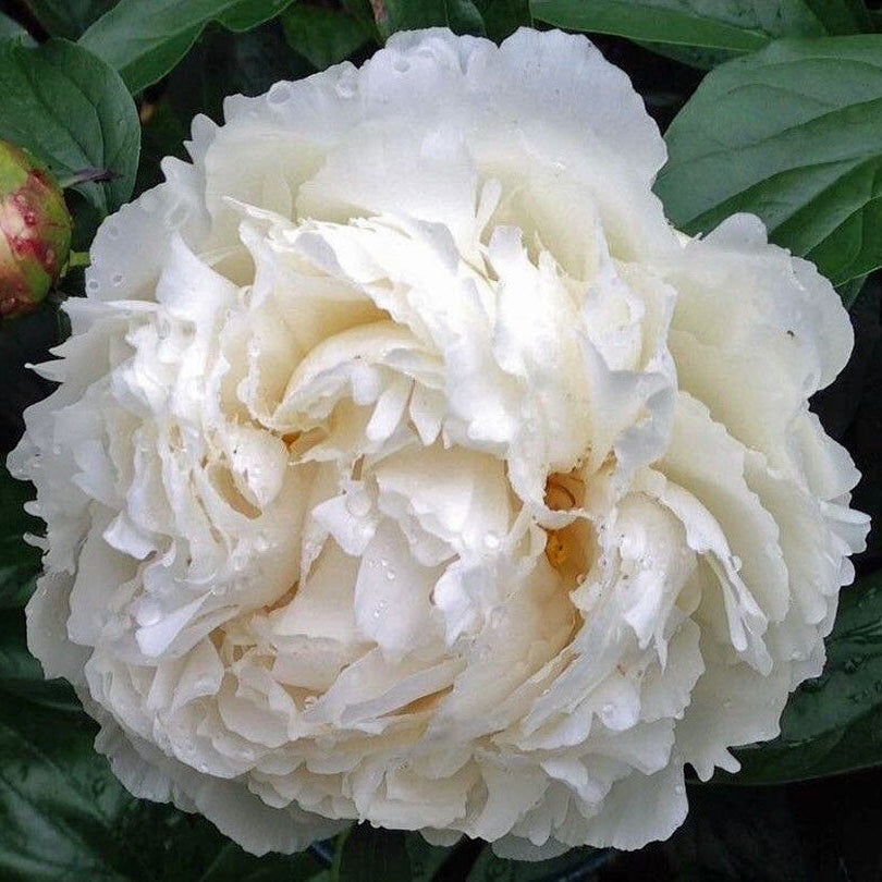 Peony Bowl Of Cream - Peony Bulbs