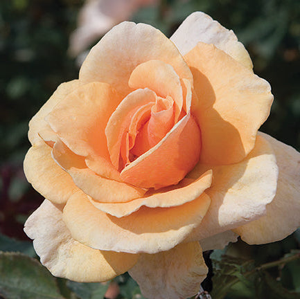Brandy™ Bare Root Rose Bush