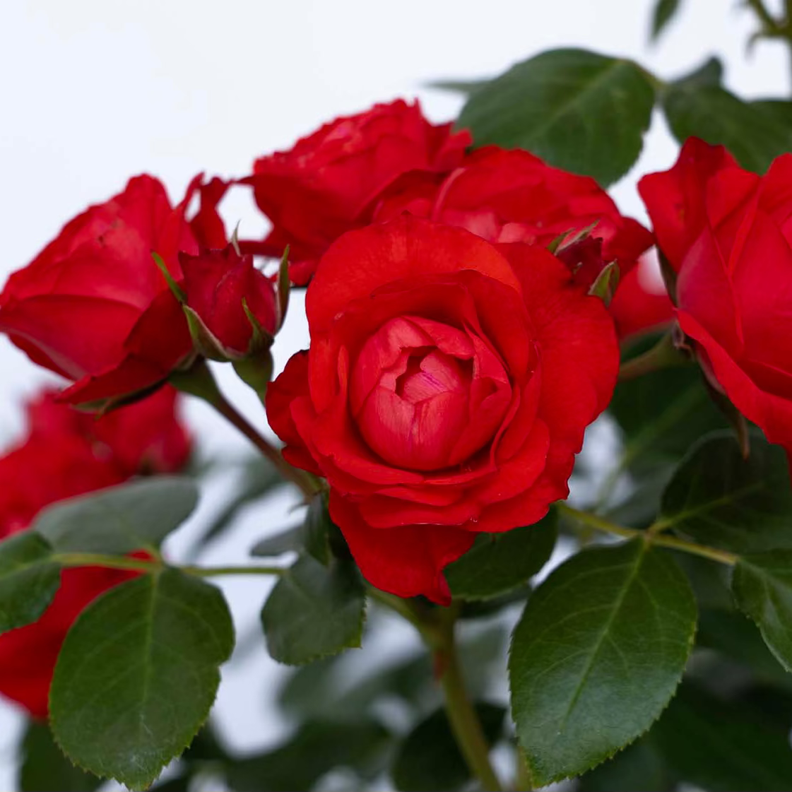 Brick House® Potted Rose Bush