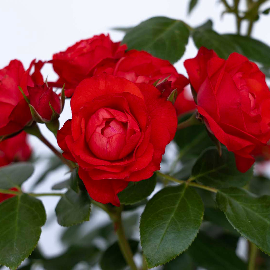 Brick House® Orange Bare Root Rose Bush