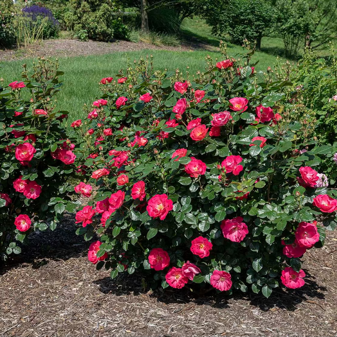 Brick House® Pink Potted Rose Bush