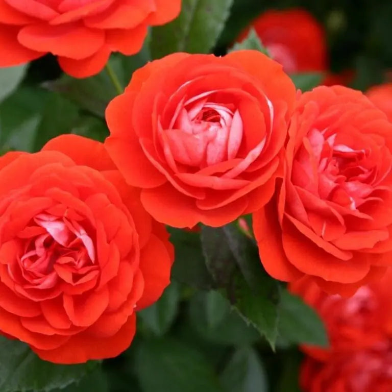 Veranda® Brilliant Potted Rose Bush