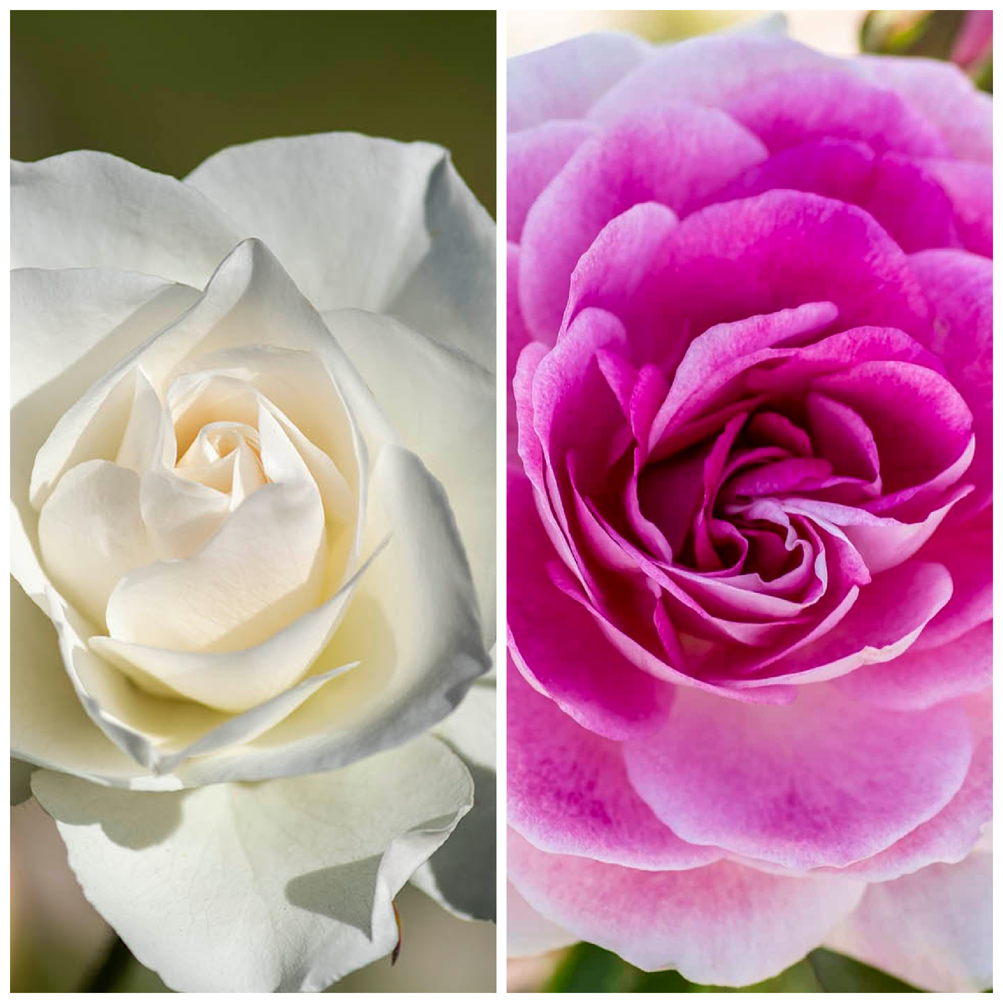 Brilliant Pink Iceberg & Iceberg Twofer™ Bare Root Tree Rose