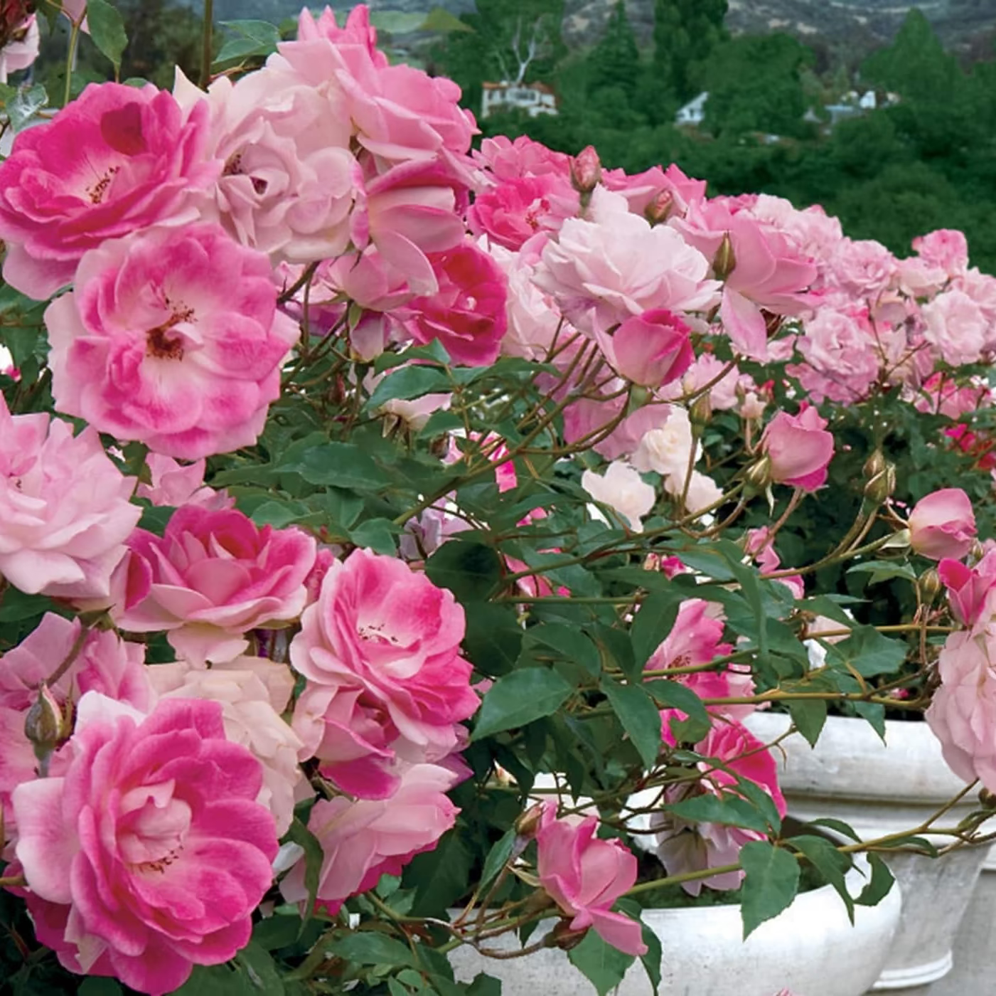 Brilliant Pink Iceberg® Potted Tree Rose