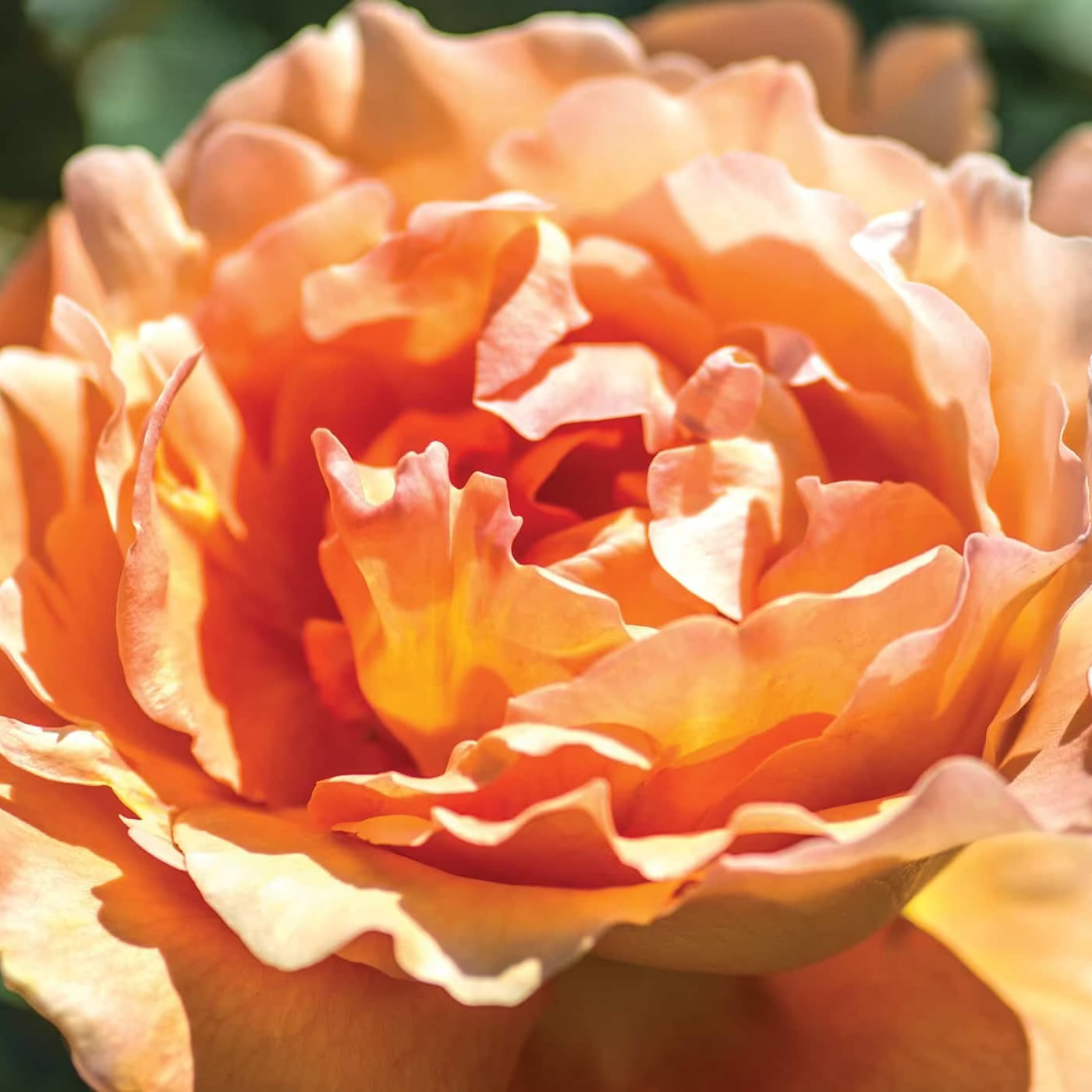 Bronze Star™ Potted Rose Bush