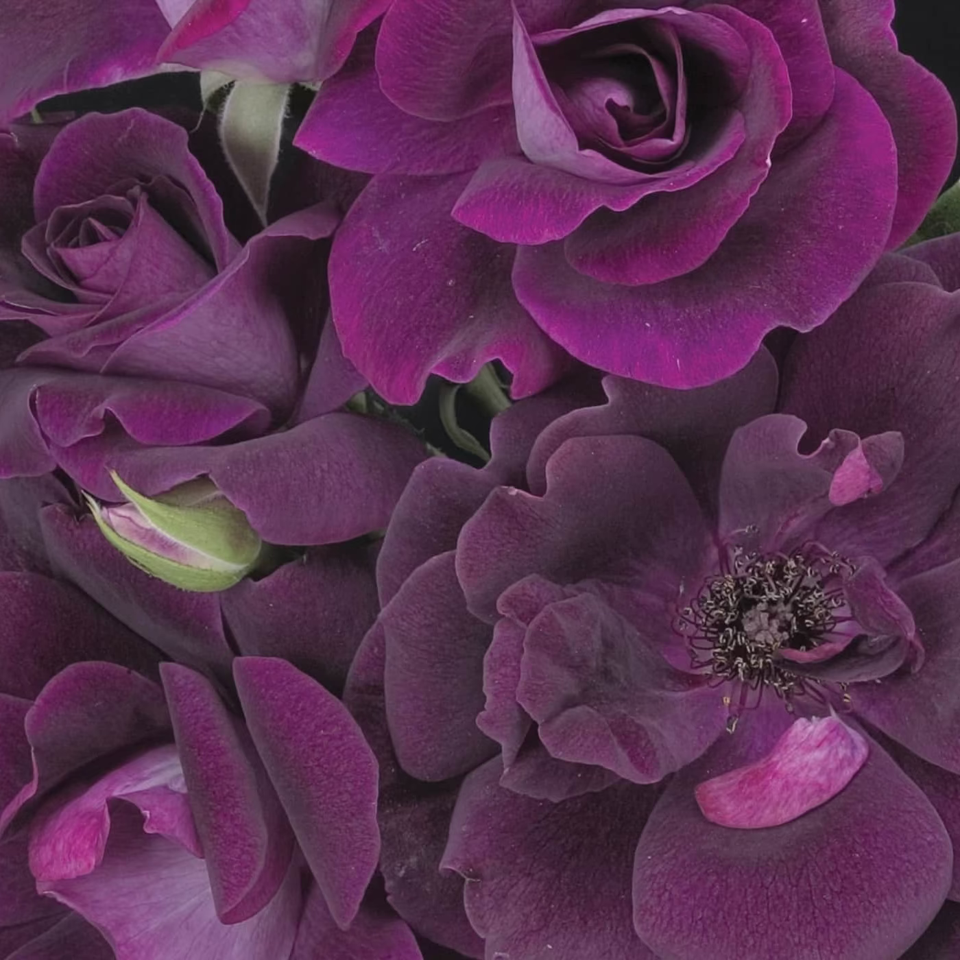 Burgundy Iceberg Bare Root Tree Rose