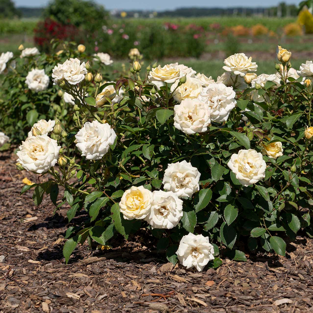 Buttercream Drift® Potted Rose Bush