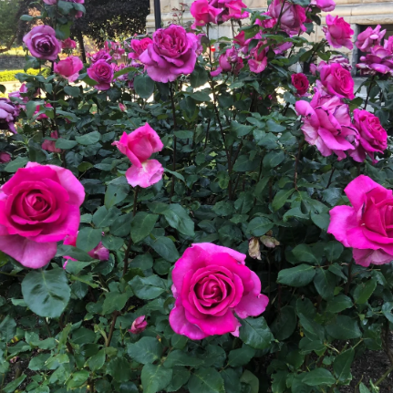 Eleganza® Buxom Beauty™ Bare Root Rose Bush