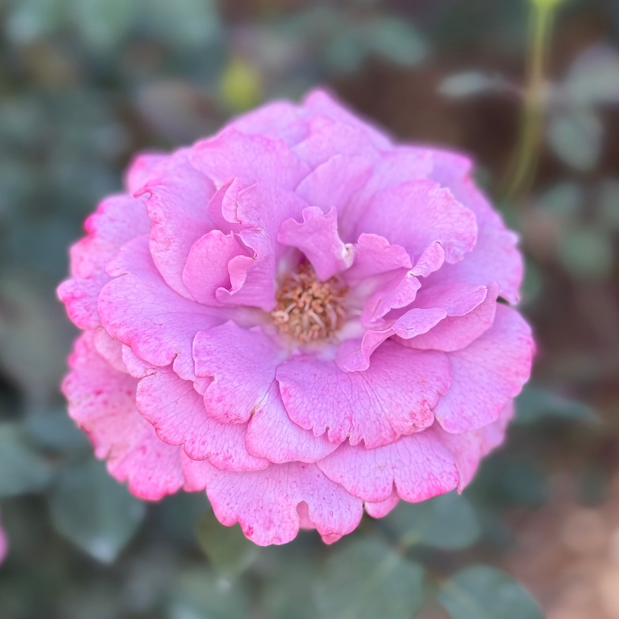 Angel Face Potted Tree Rose