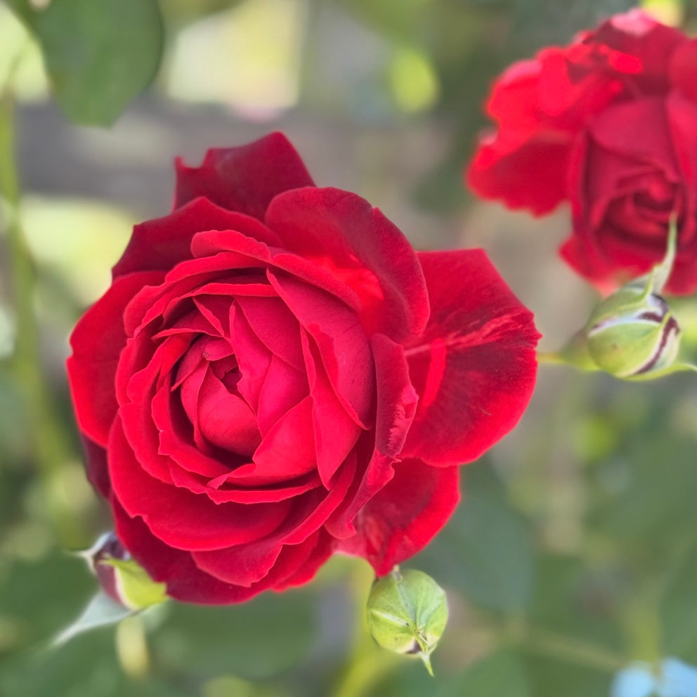 Blaze™ Potted Climbing Rose