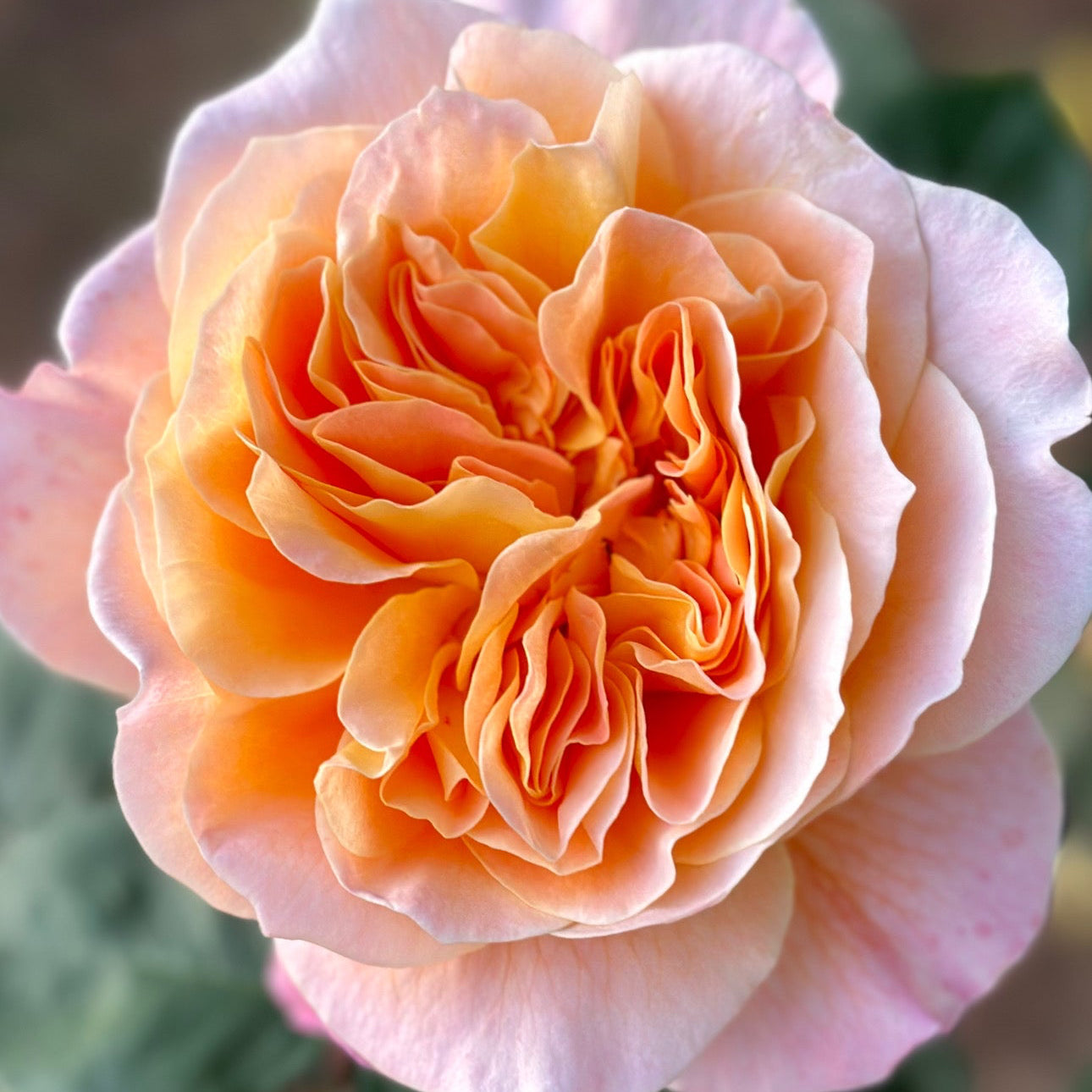 The Impressionist⢠Potted Rose Bush