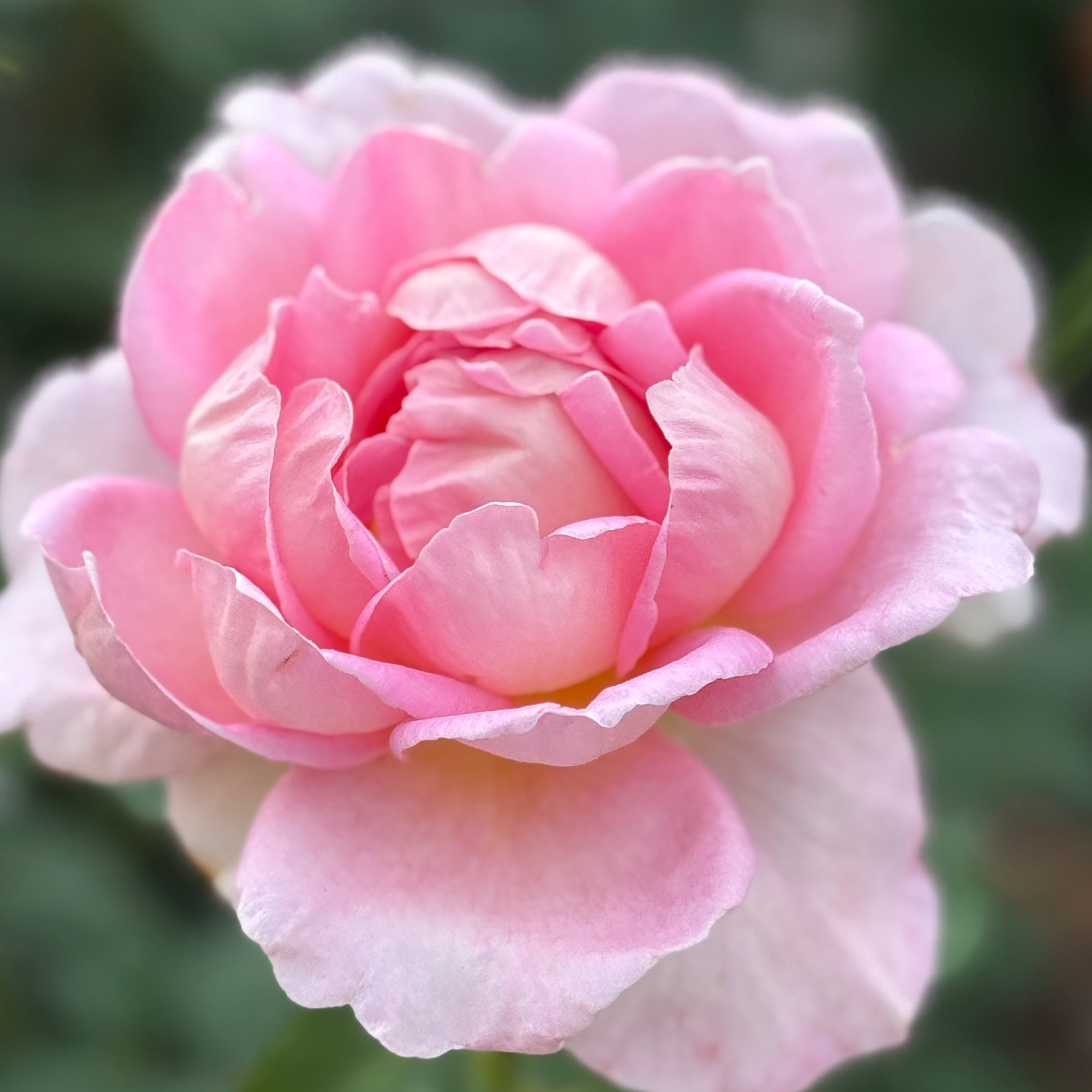 Tiffany Potted Rose Bush