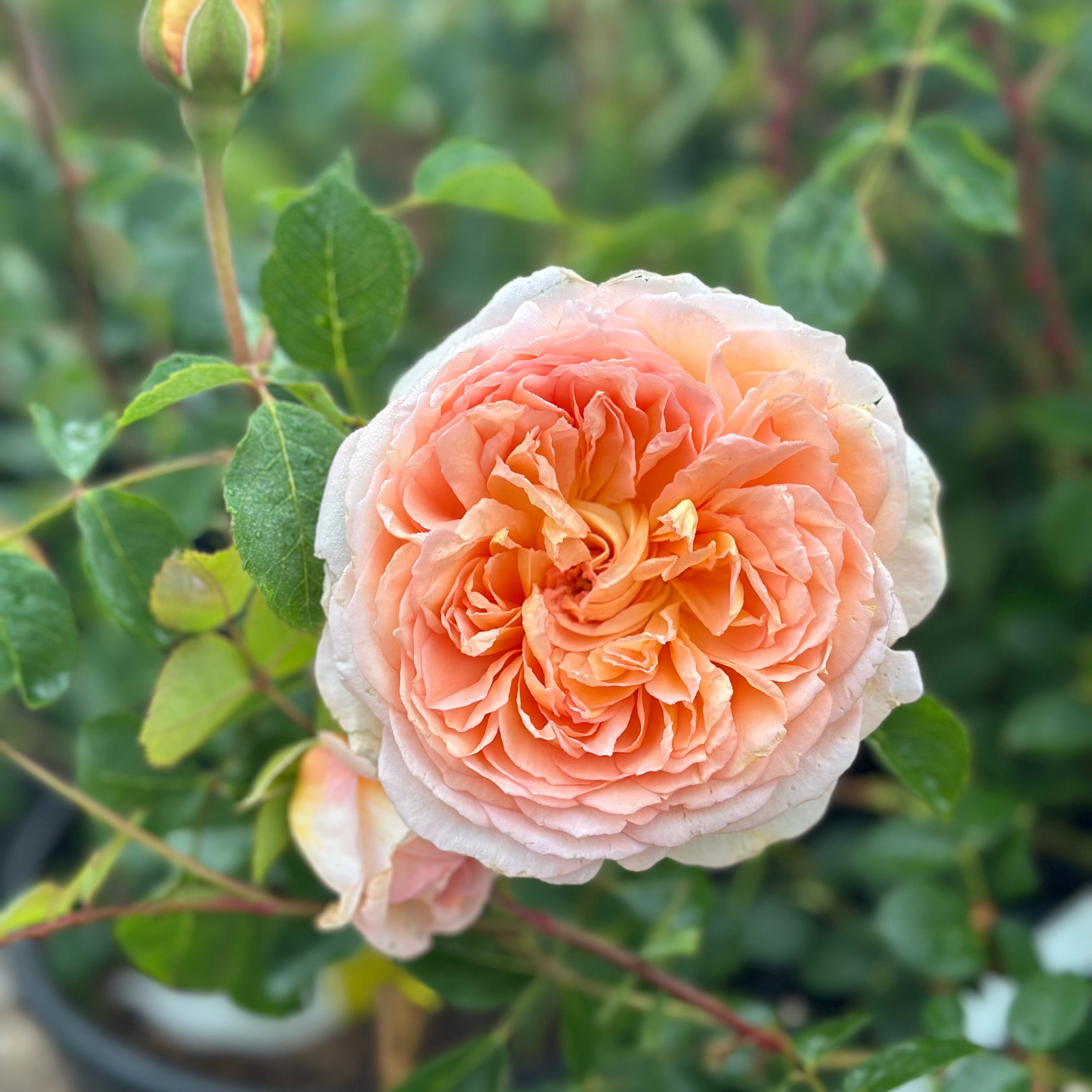 Pink rose with green leaves in a garden setting