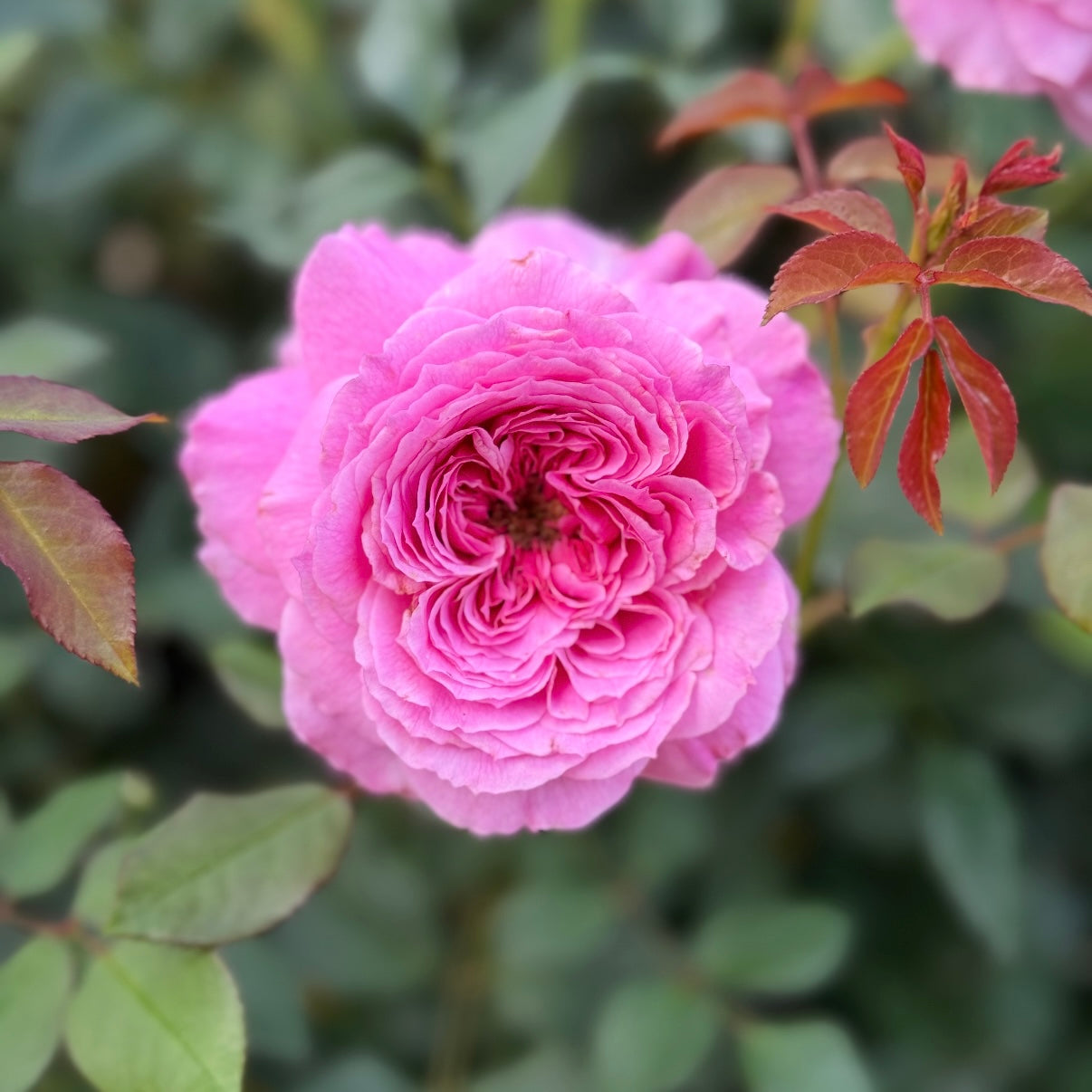 David Austin® Gabriel Oak Potted Rose Bush