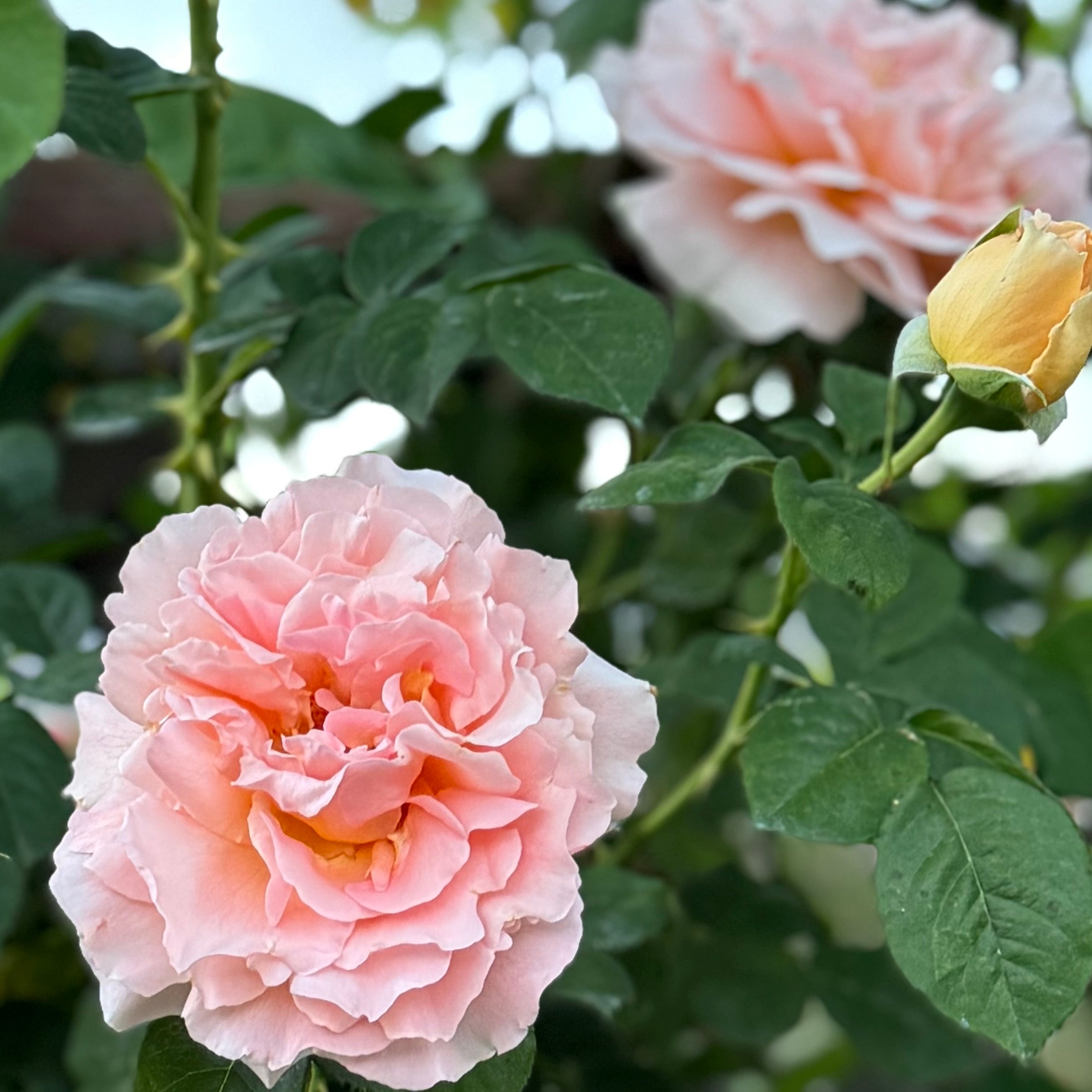 Polka™ Potted Climbing Rose Bush