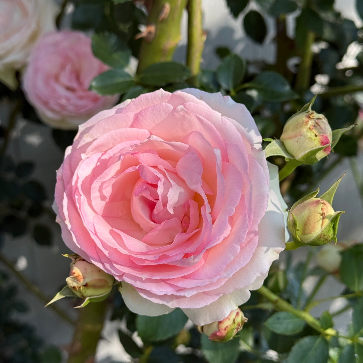 Eden Climber® Bare Root Climbing Rose