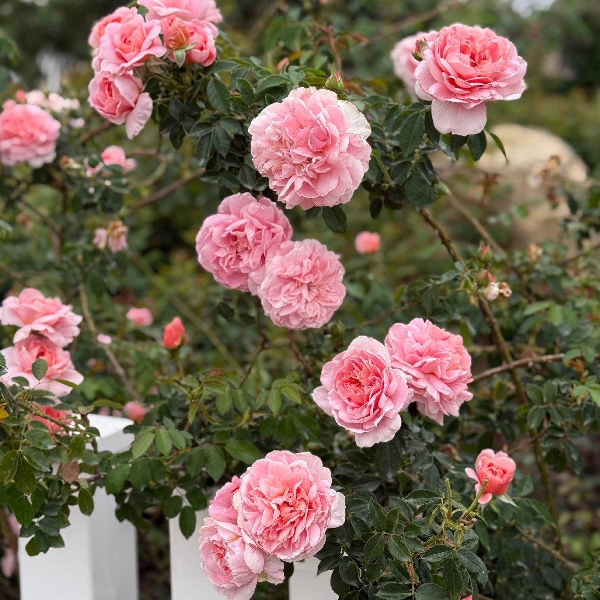 Colette™ Bare Root Climbing Rose
