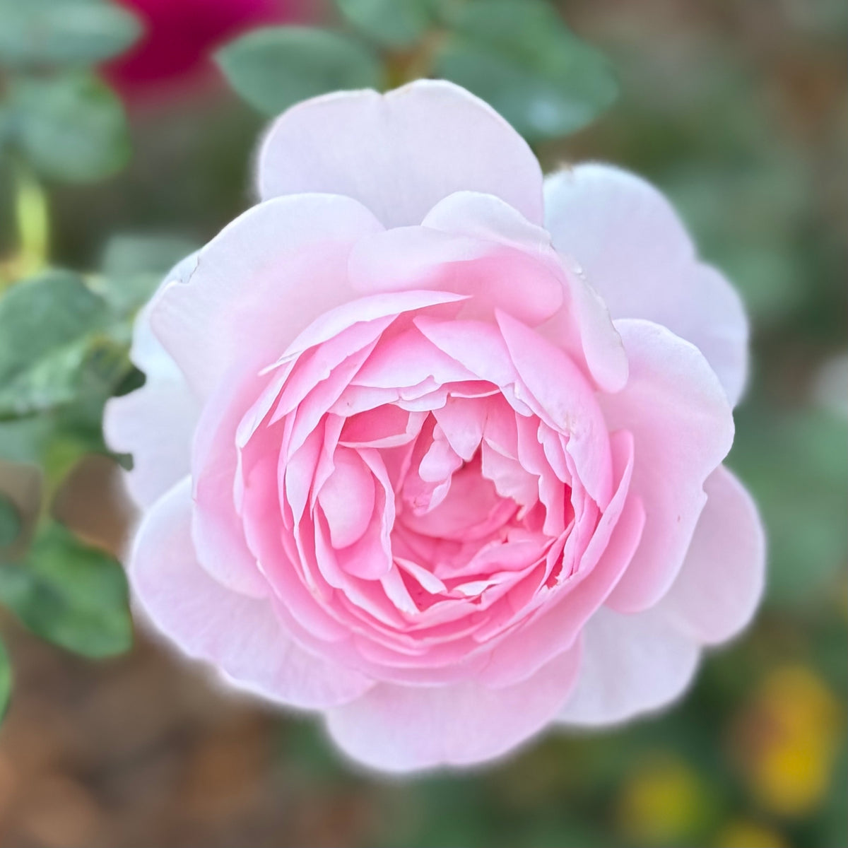 David Austin® Scepter D'Isle Potted Rose Bush