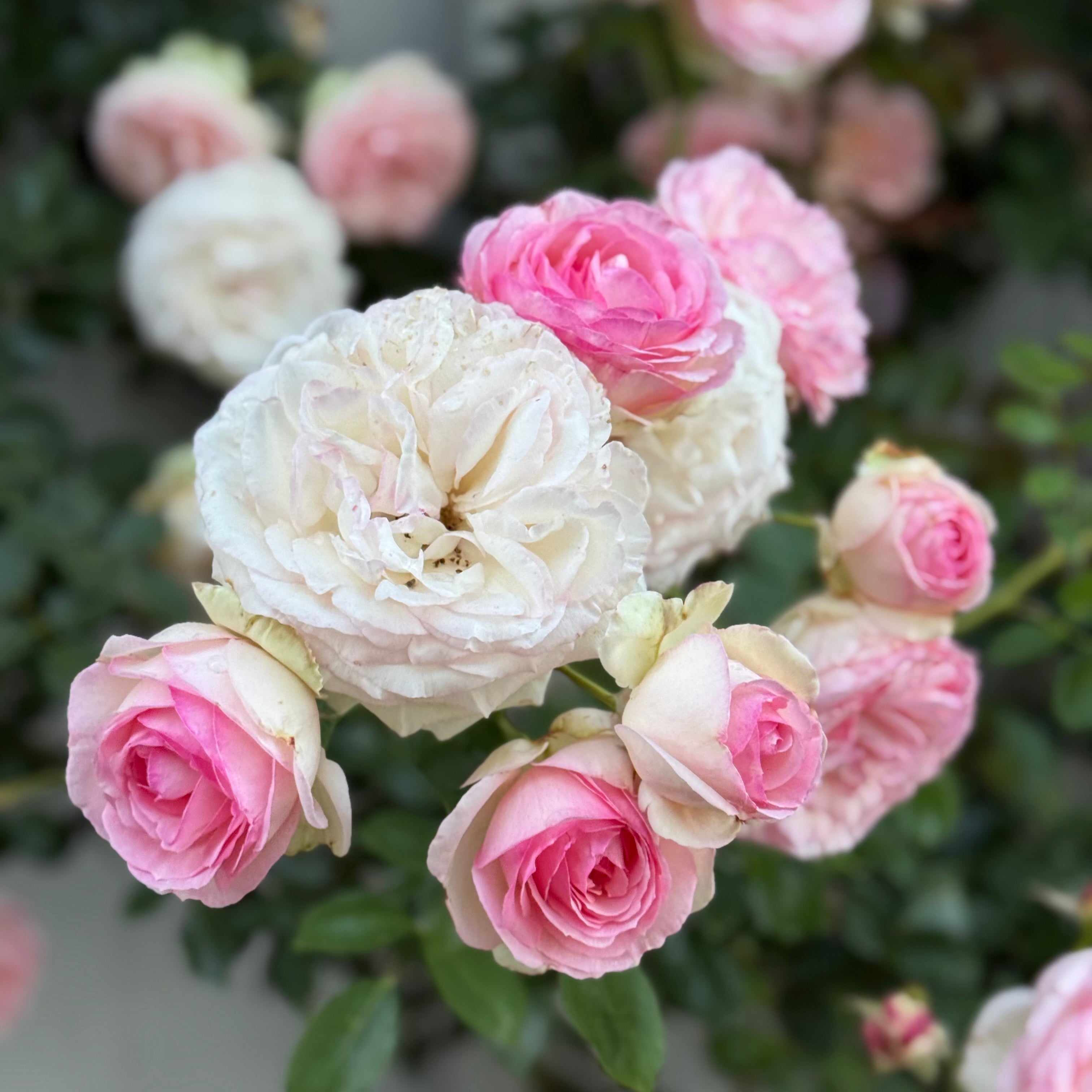 Eden Climber® Potted Climbing Rose