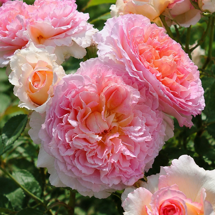 Trรคumerei Potted Rose Bush