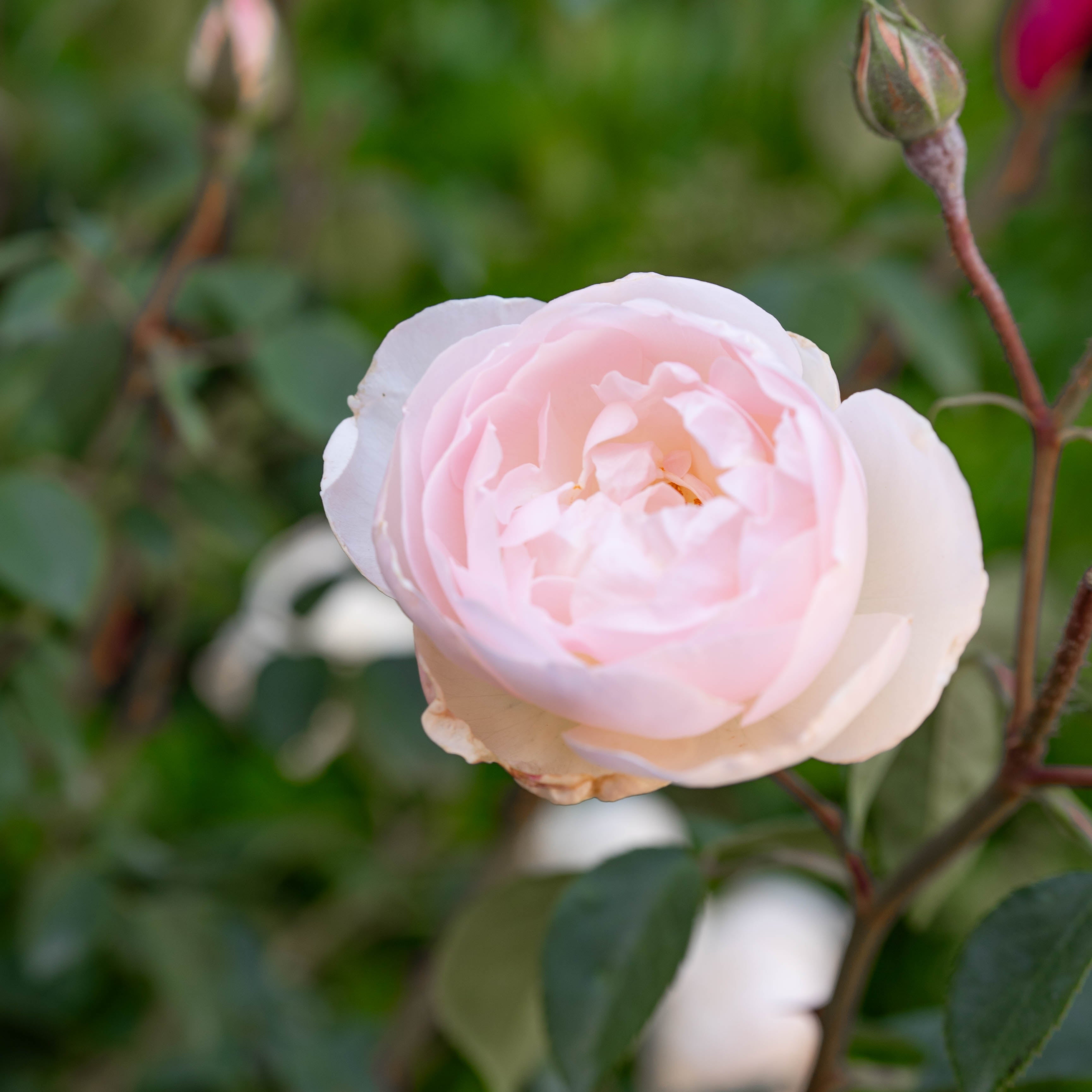 David Austin® Desdemona® Potted Tree Rose