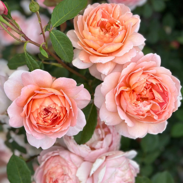 David Austin® Carding Mill® Potted Rose Bush