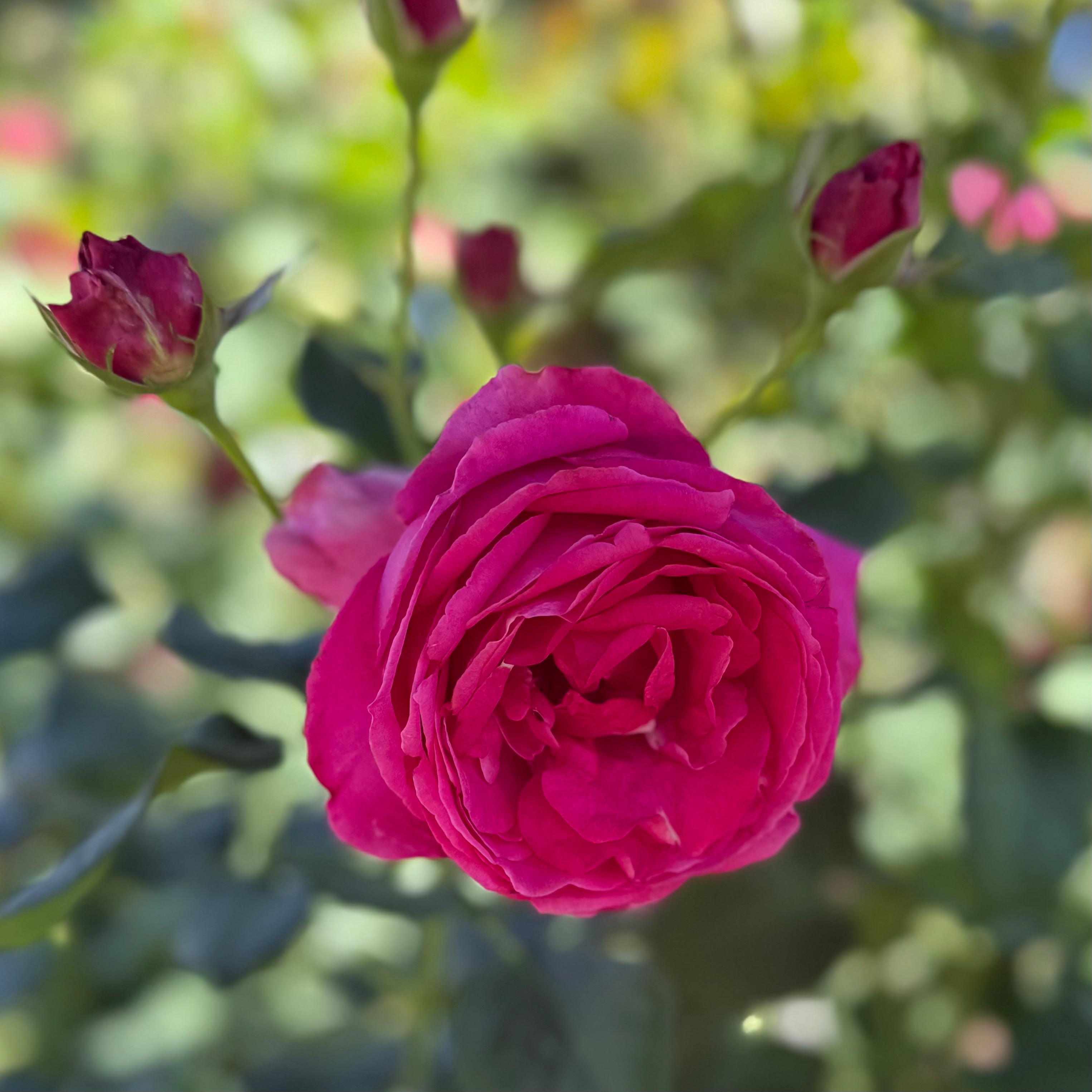 Grande Dame ™ Potted Rose Bush