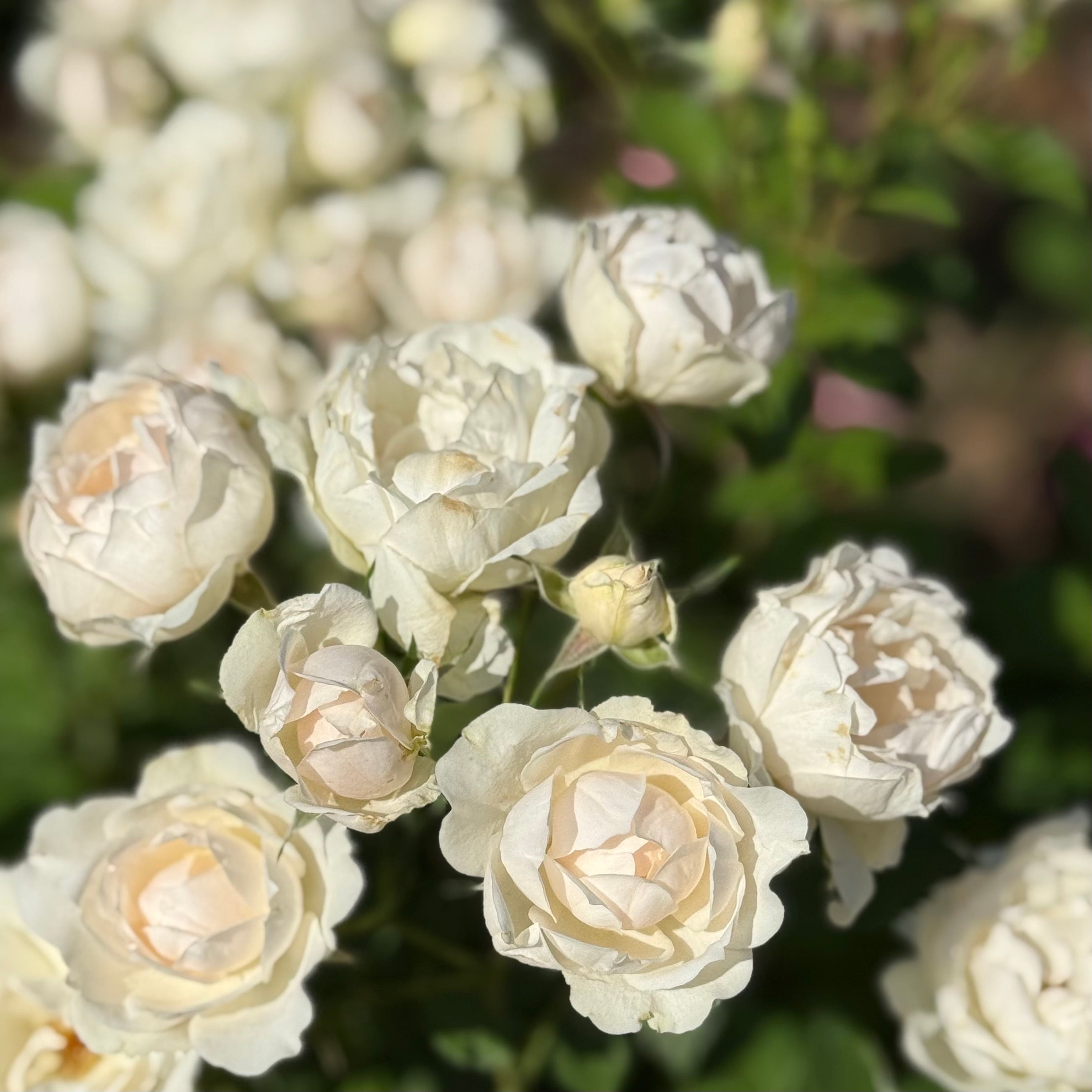 Icecap™ Potted Rose Bush