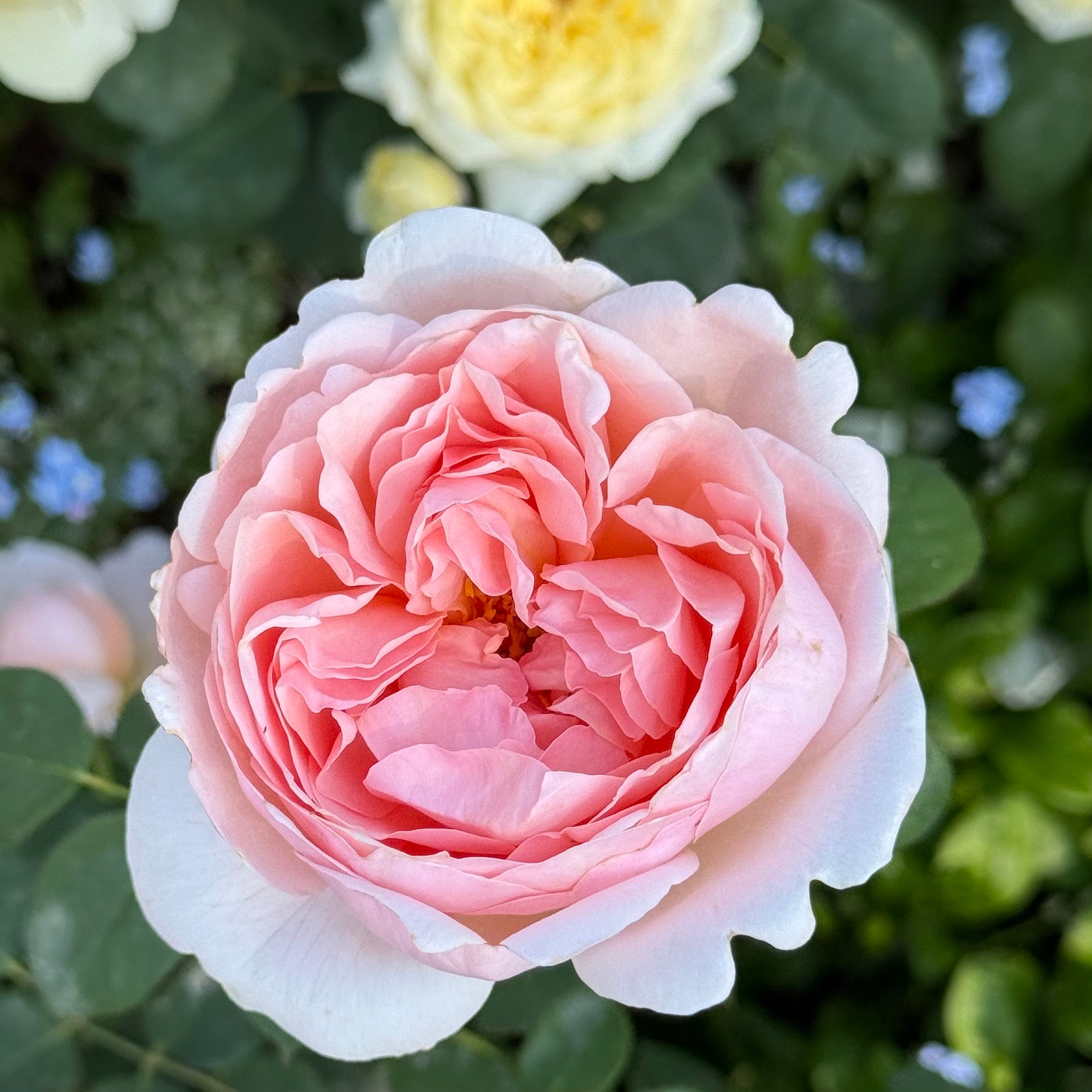 David Austinยฎ Ambridgeยฎ Potted Rose Bush