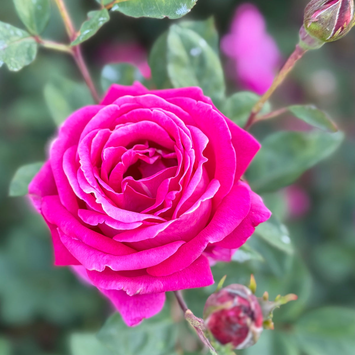 Sweet Spirit™ Bare Root Tree Rose