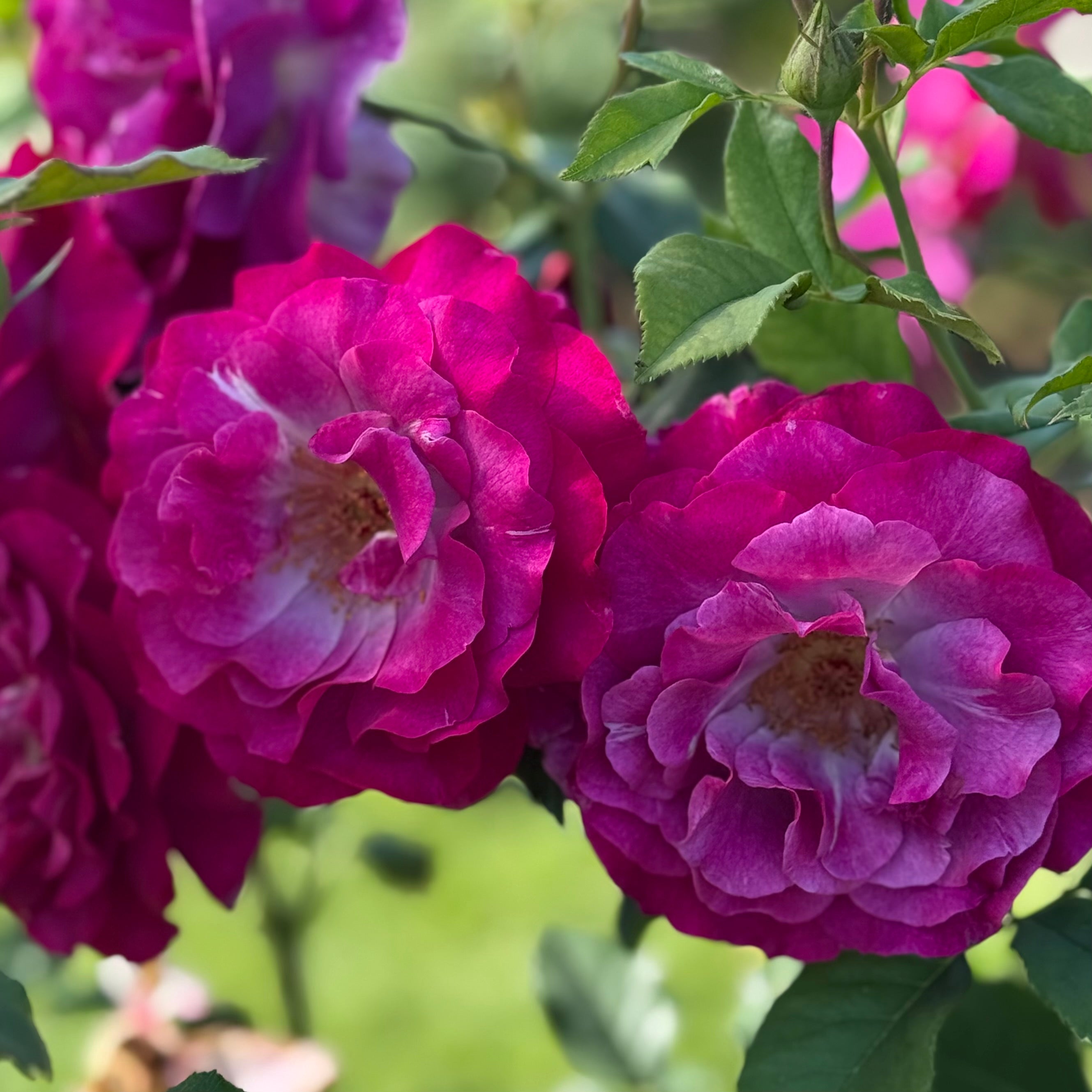 Wild Blue Yonder™ Potted Rose Bush