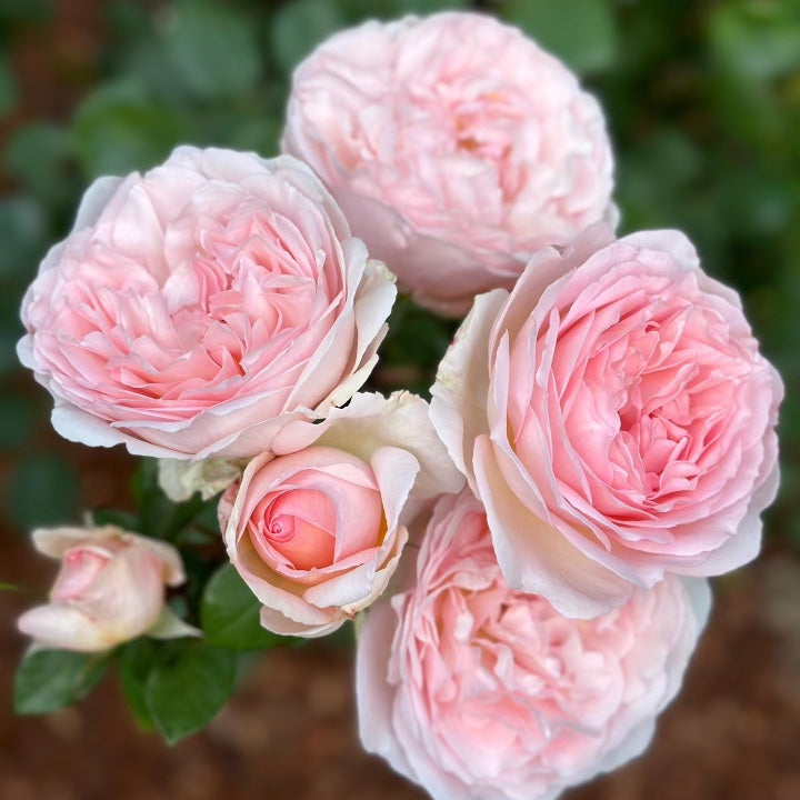 Parfuma® Bliss Bare Root Rose Bush