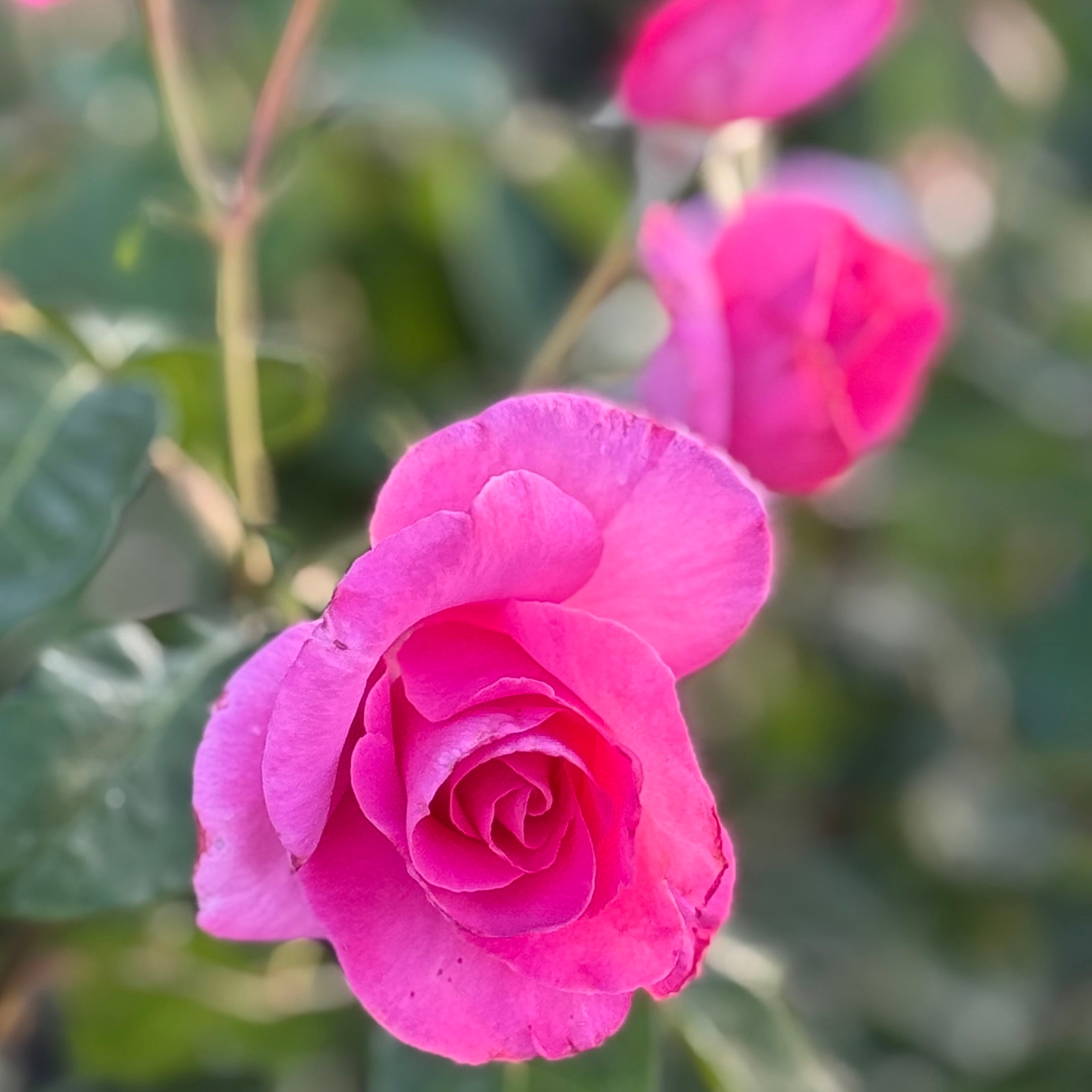 The McCartney Rose™ Potted Rose Bush