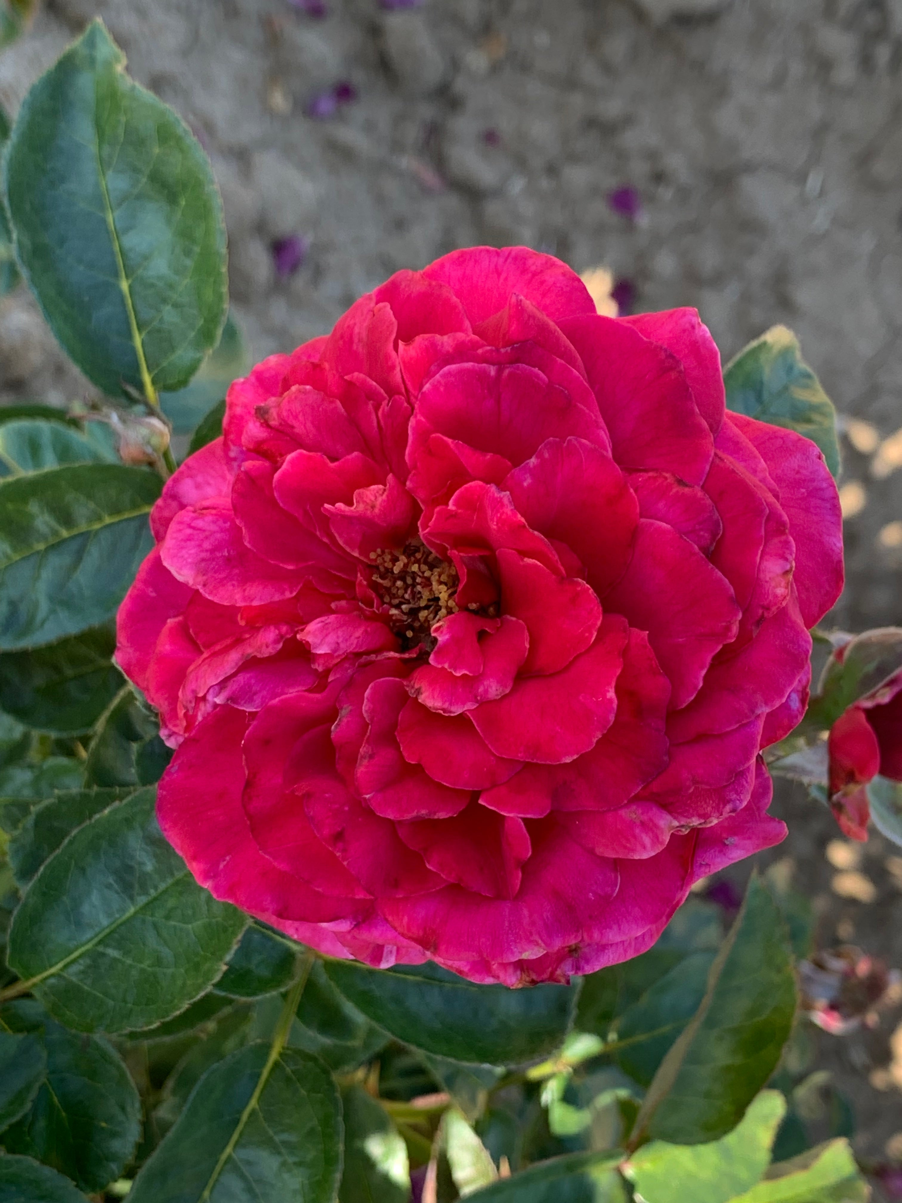 Adélaïde-Grace™ Potted Rose Bush