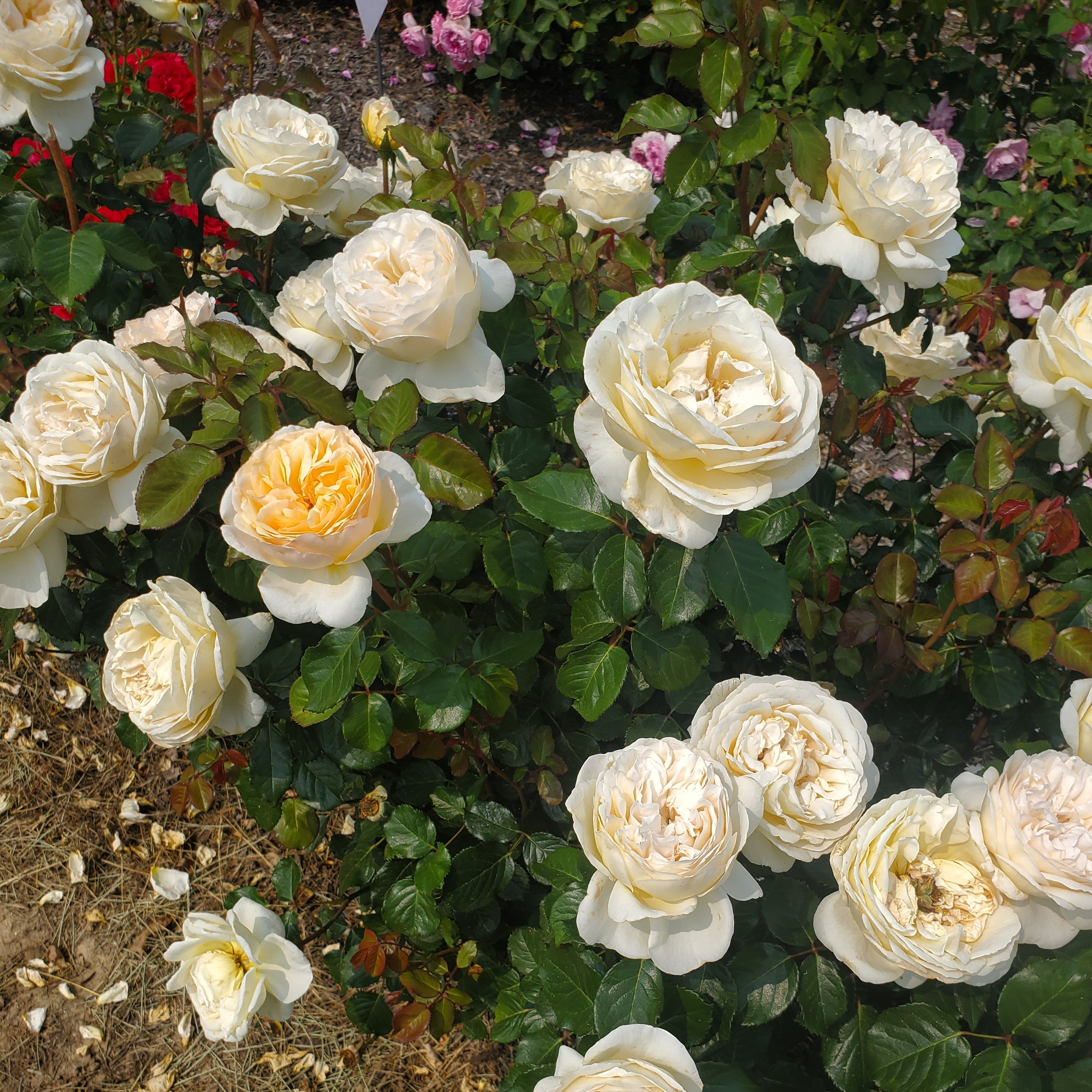 Wilhelmina-Grace™ Bare Root Rose Bush